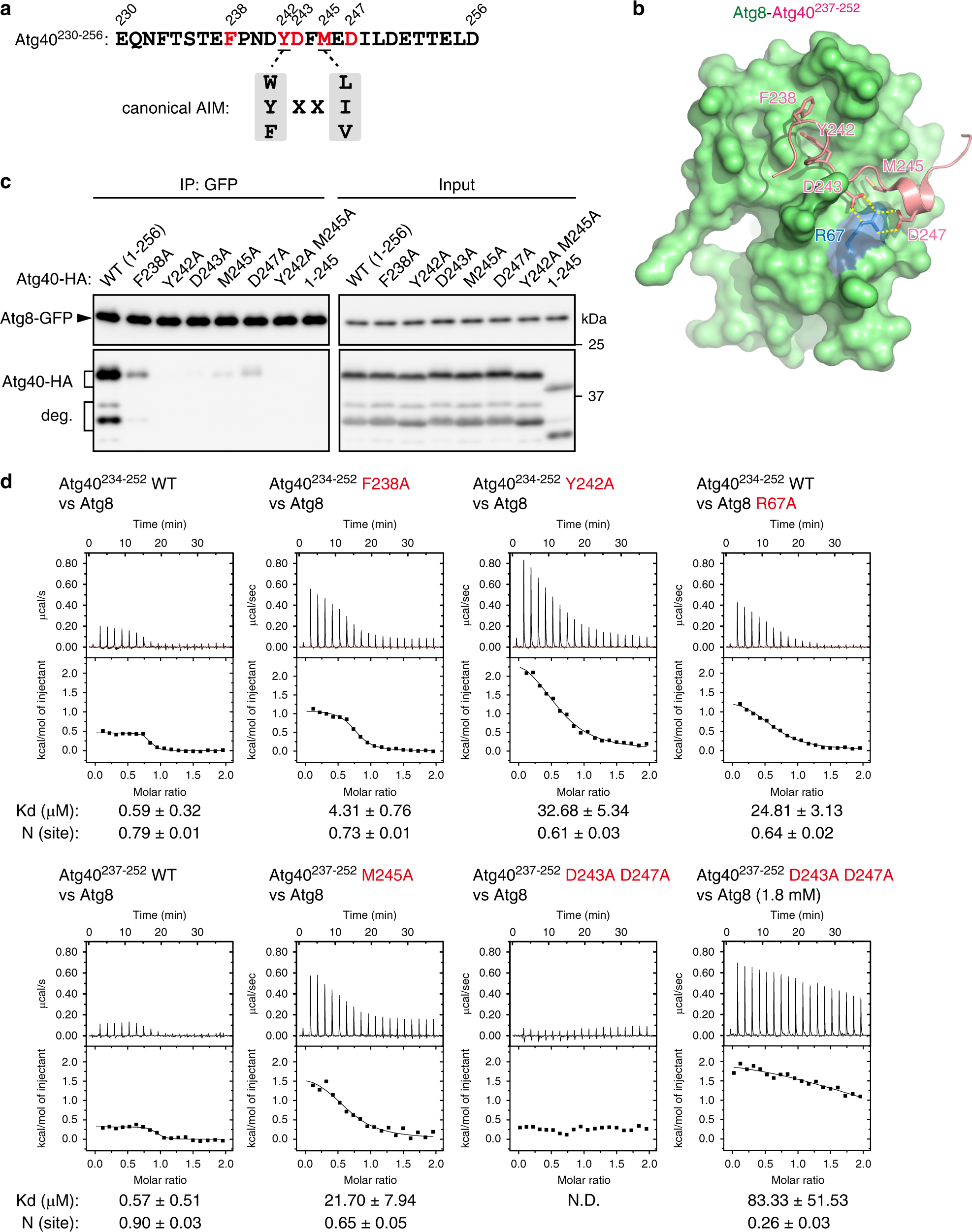 Fig. 5: The structural basis of the Atg40–Atg8 interaction.
