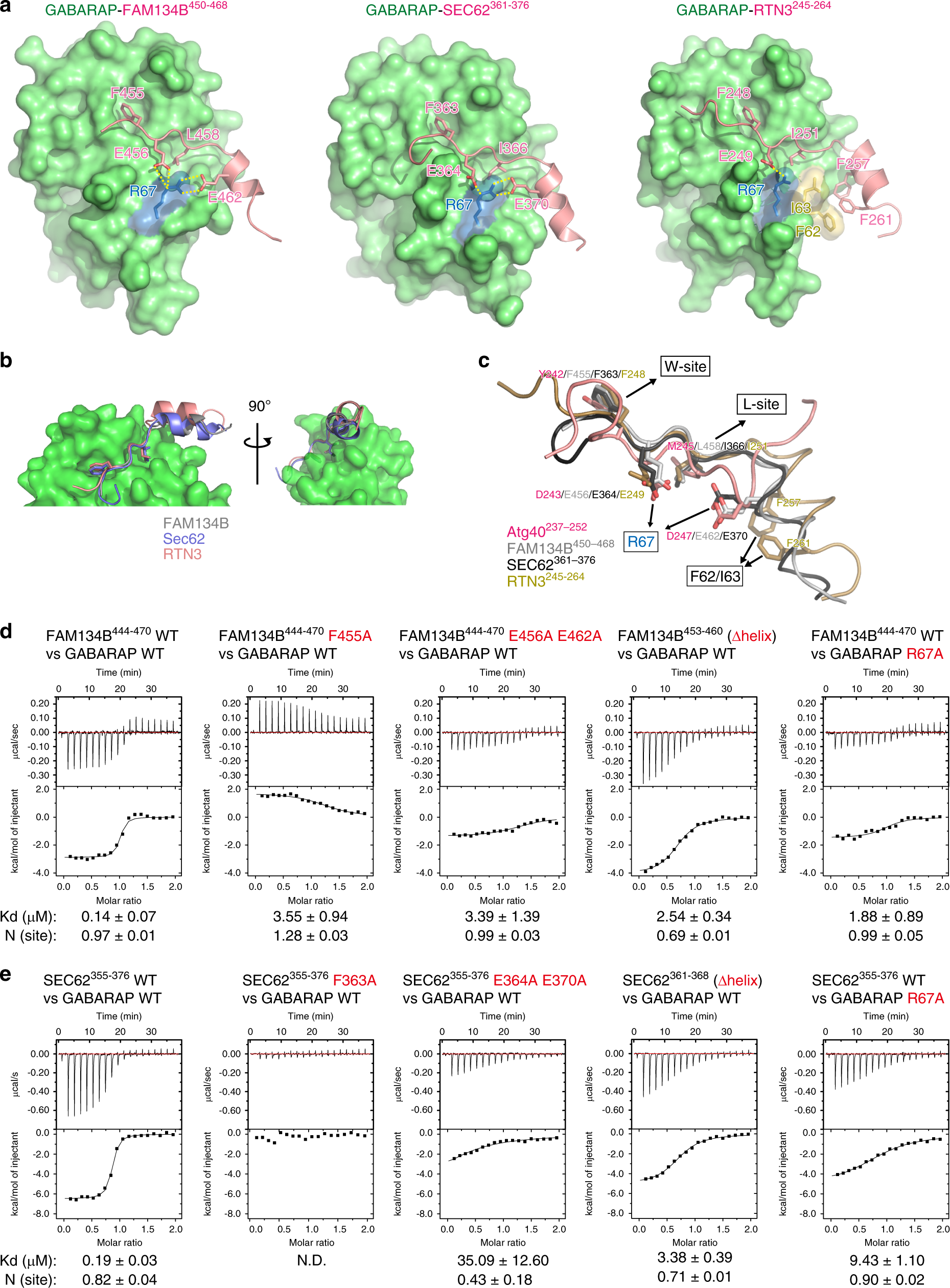 Fig. 6: Evolutionary conserved helices C-terminal to the AIM/LIR enhance interactions between ER-phagy receptors and Atg8-family proteins.