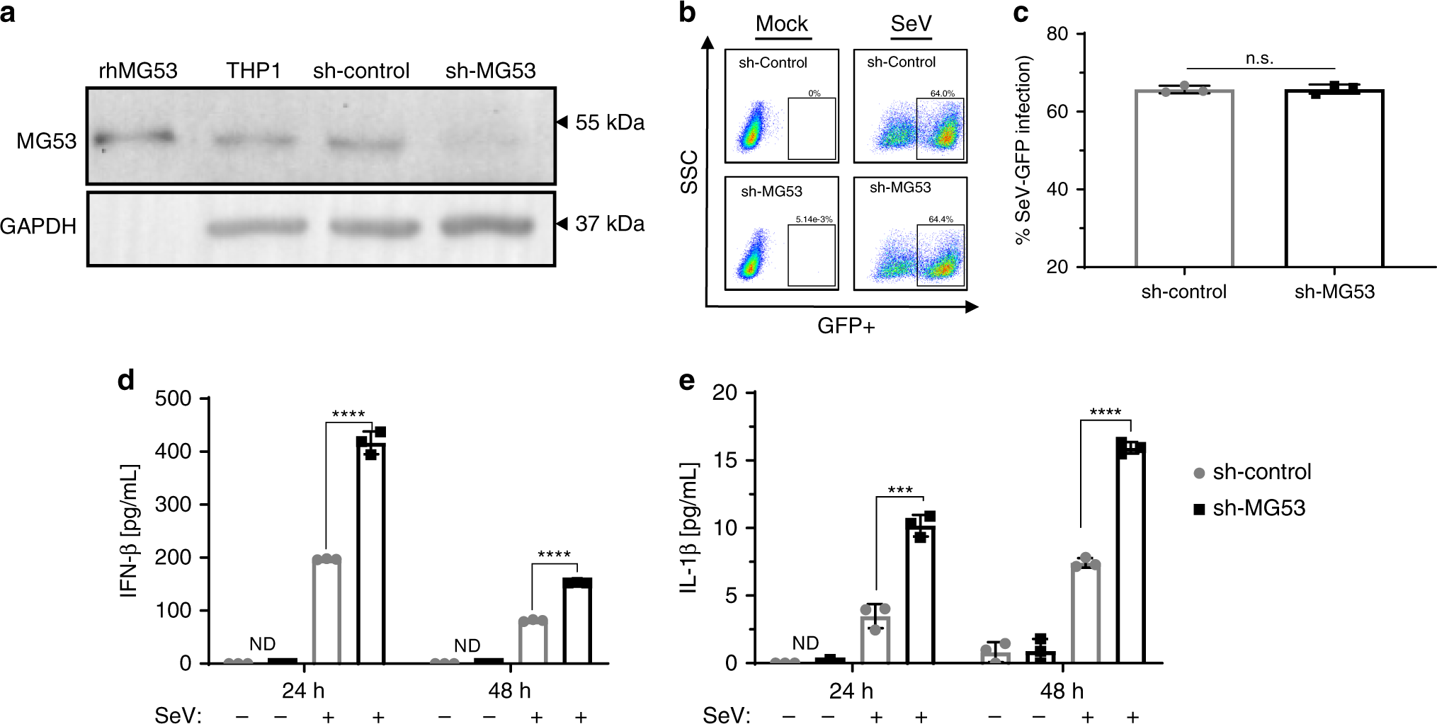Fig. 2: Knockdown of MG53 leads to a hyper-inflammatory response to viral infection.