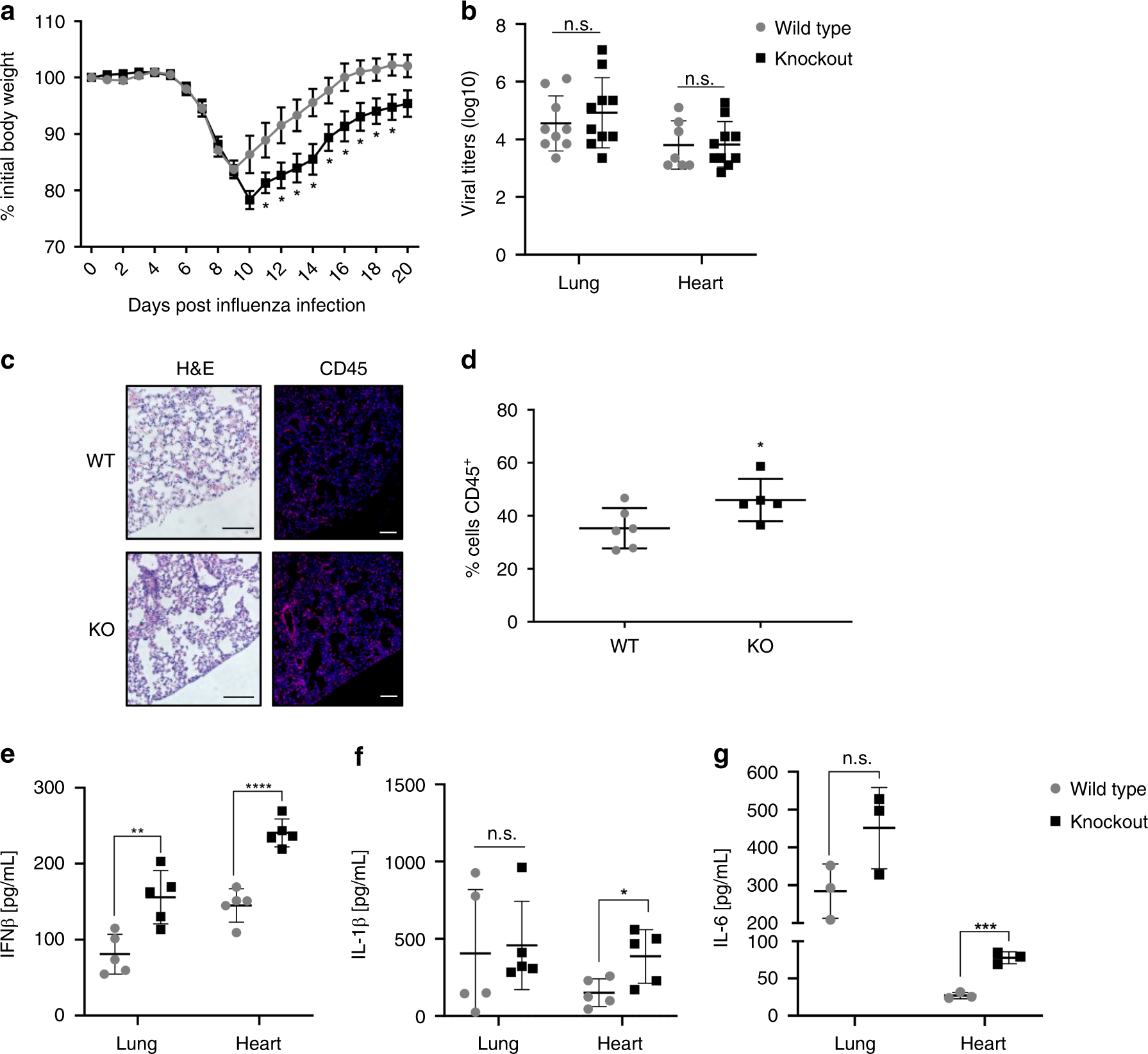 Fig. 3: MG53 knockout mice have worsened morbidity following influenza infection.