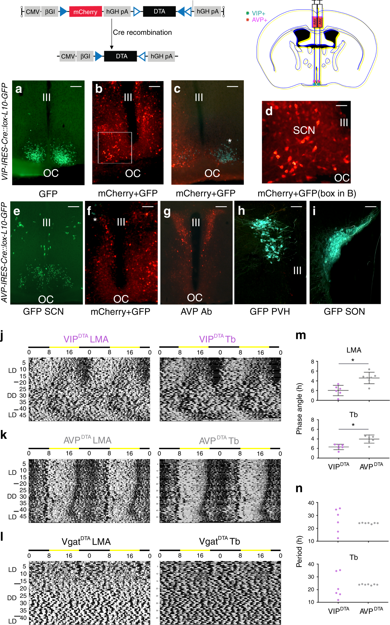 Fig. 3: Cell-type specific ablations of SCNVIP, but not SCNAVP, neurons result in loss of LMA circadian rhythm.