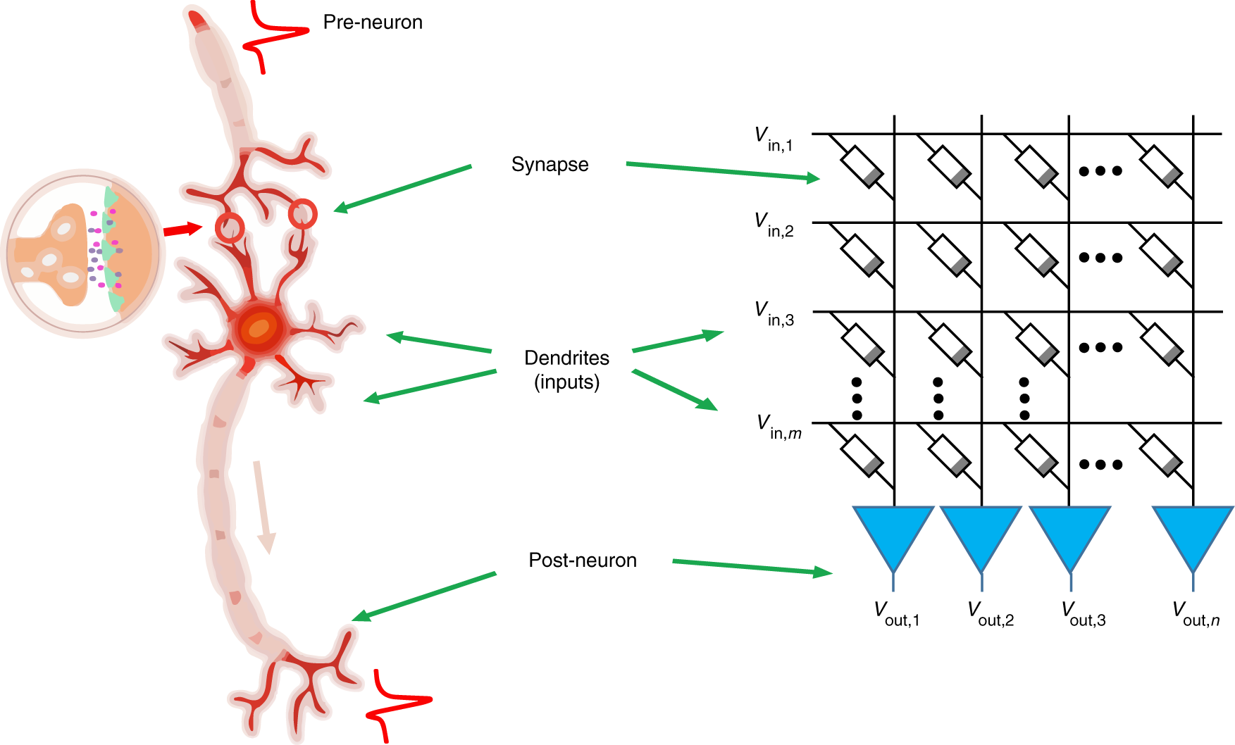 02976 Train Route Map Spiking Neurons With Spatiotemporal Dynamics And Gain Modulation For  Monolithically Integrated Memristive Neural Networks | Nature Communications
