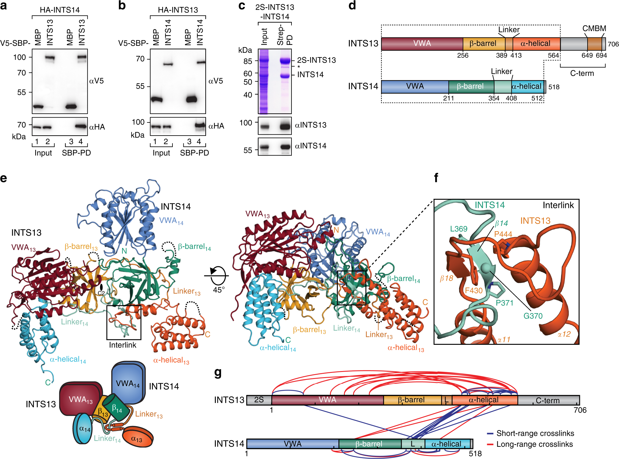 Fig. 1: INTS13 and INTS14 form an interlinked heterodimer.
