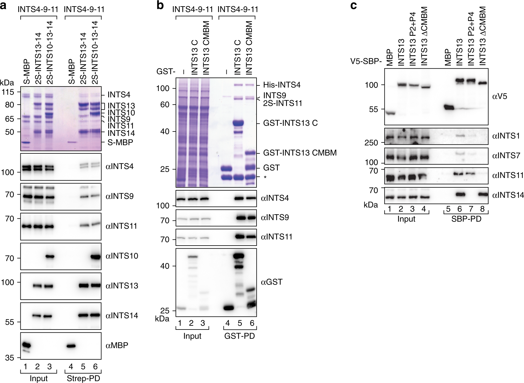 Fig. 5: INTS10–INTS13–INTS14 binds the INT cleavage module via a conserved motif in the INTS13 C-terminus.