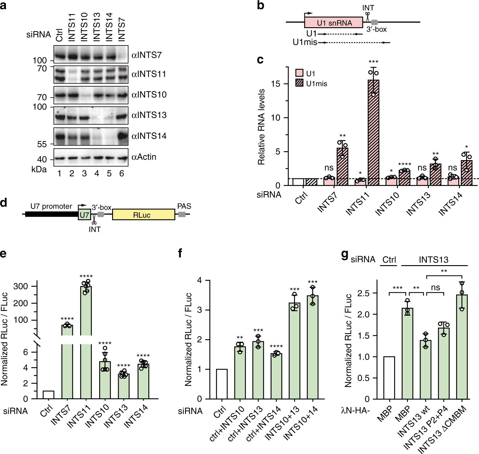 Fig. 6: The INTS10–INTS13–INTS14 module has an accessory role in UsnRNA processing.