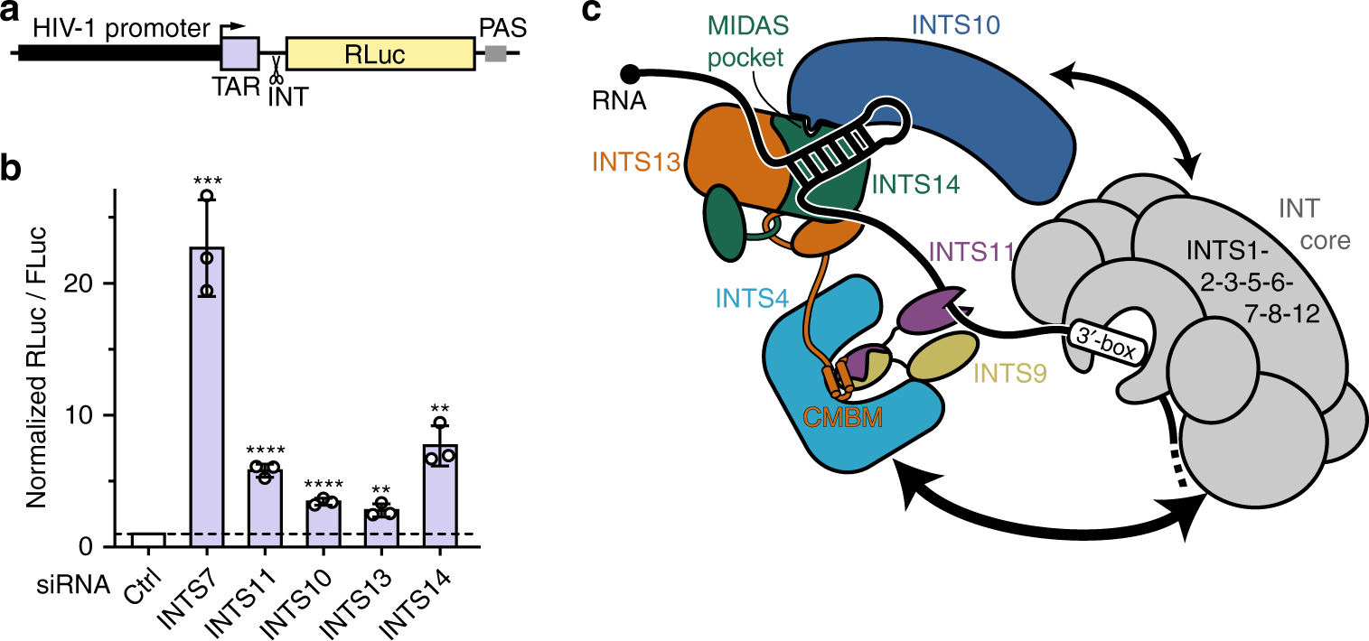 Fig. 7: INTS10–13–14 are required for termination after pausing.