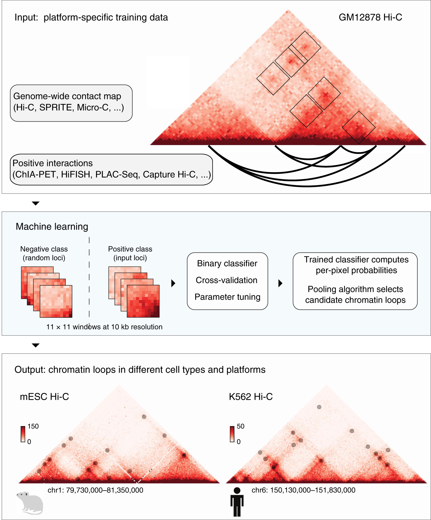 A Supervised Learning Framework For Chromatin Loop Detection In Genome Wide Contact Maps Nature Communications