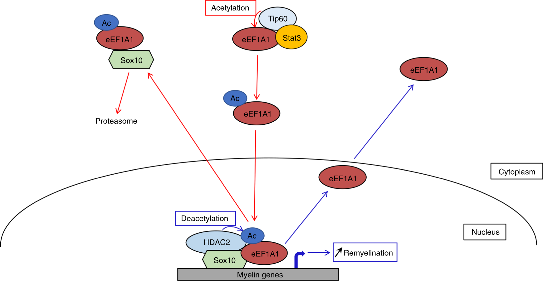 Fig. 6: Proposed mechanism of Ac-eEF1A1-dependent regulation of Sox10.