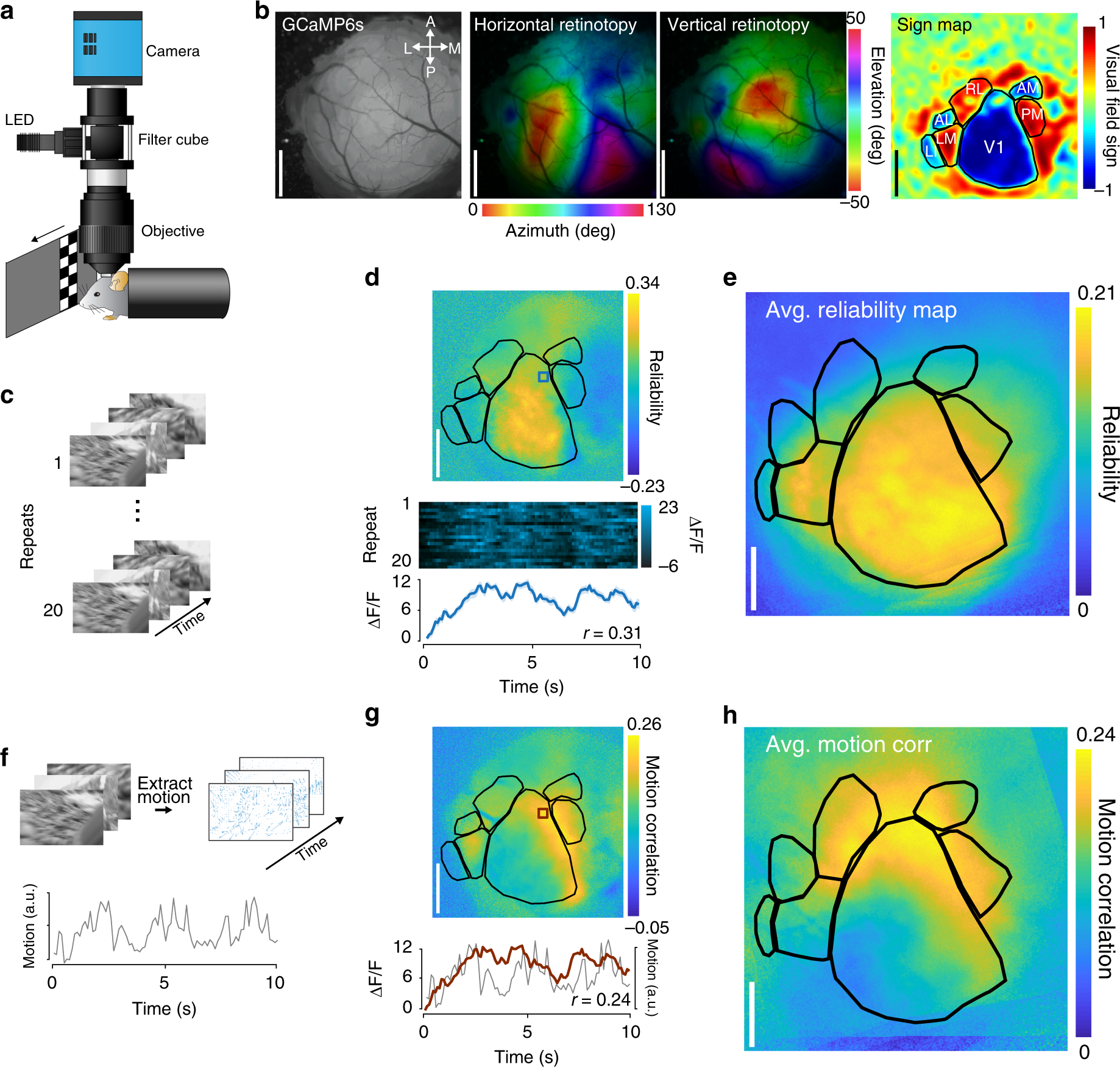 Distributed and retinotopically asymmetric processing of coherent motion in  mouse visual cortex | Nature Communications