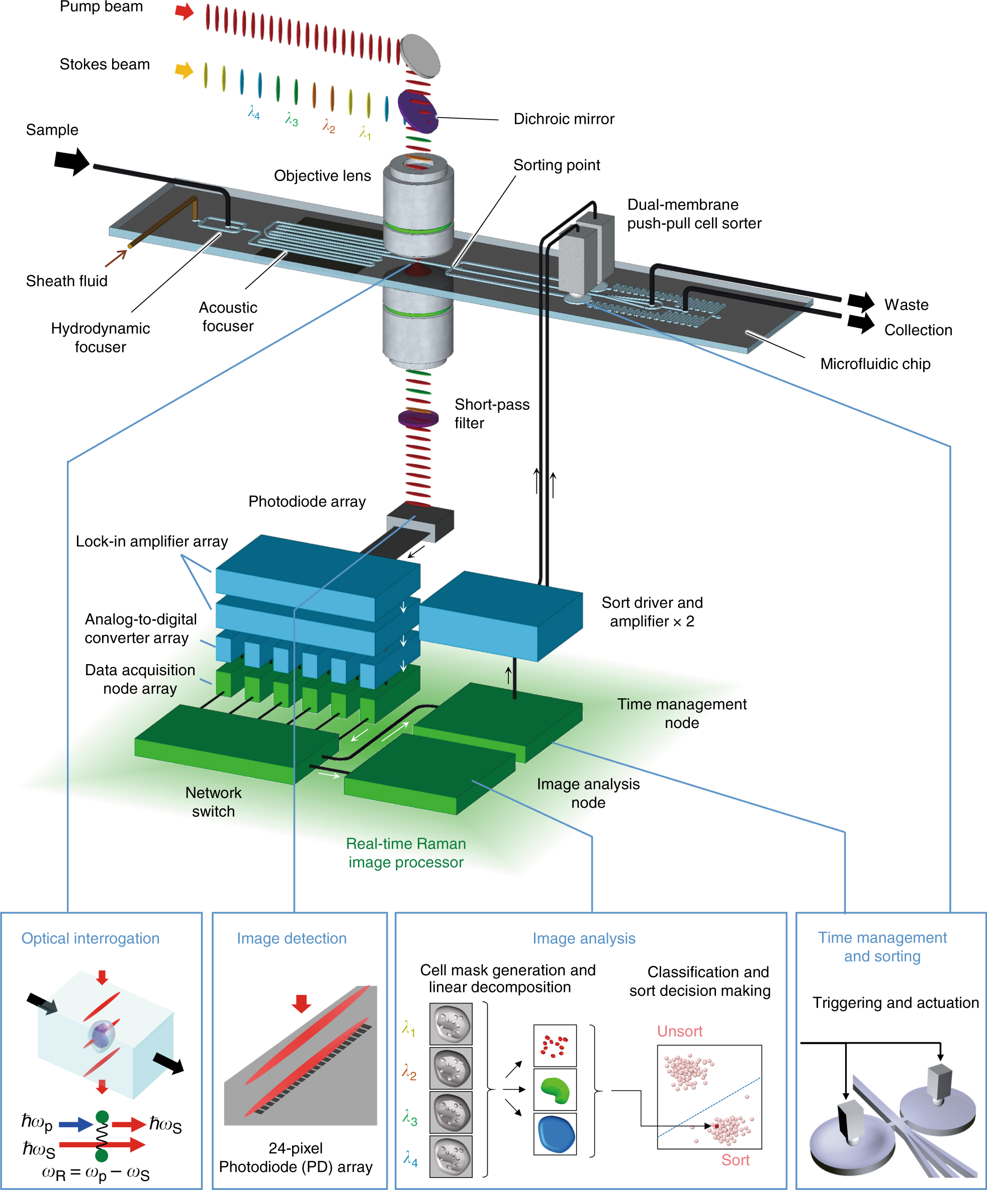 Raman Image Activated Cell Sorting Nature Communications