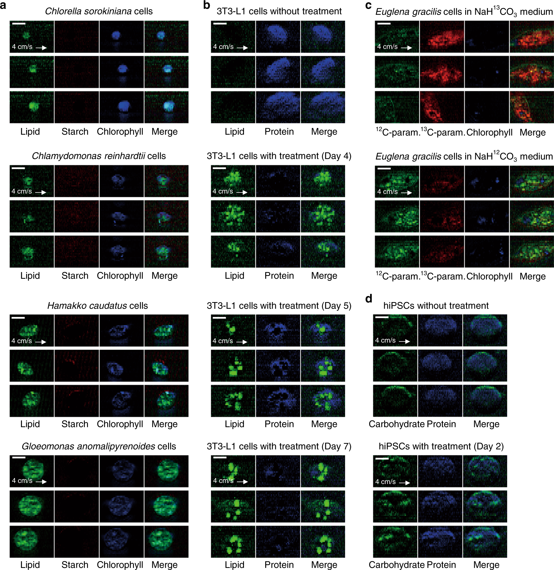Fig. 3: Various types of cells imaged by the RIACS.
