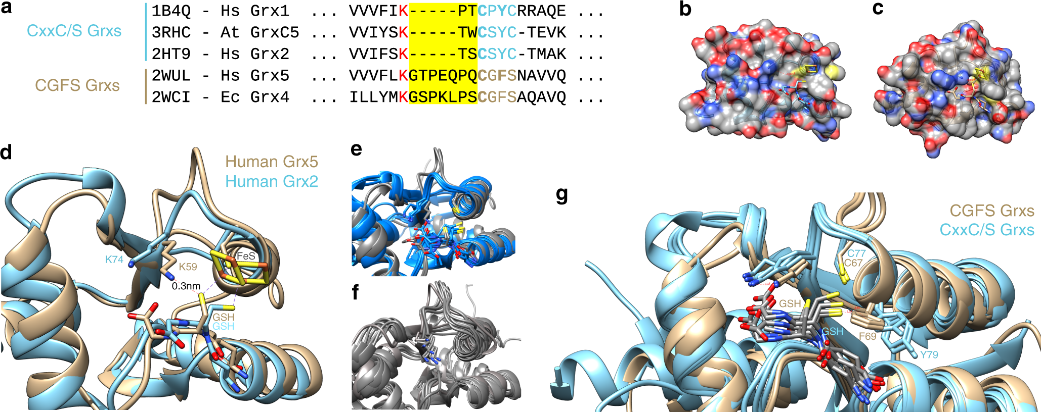 Fig. 1: Structural analysis of CxxC/S- and CGFS-type glutaredoxins.
