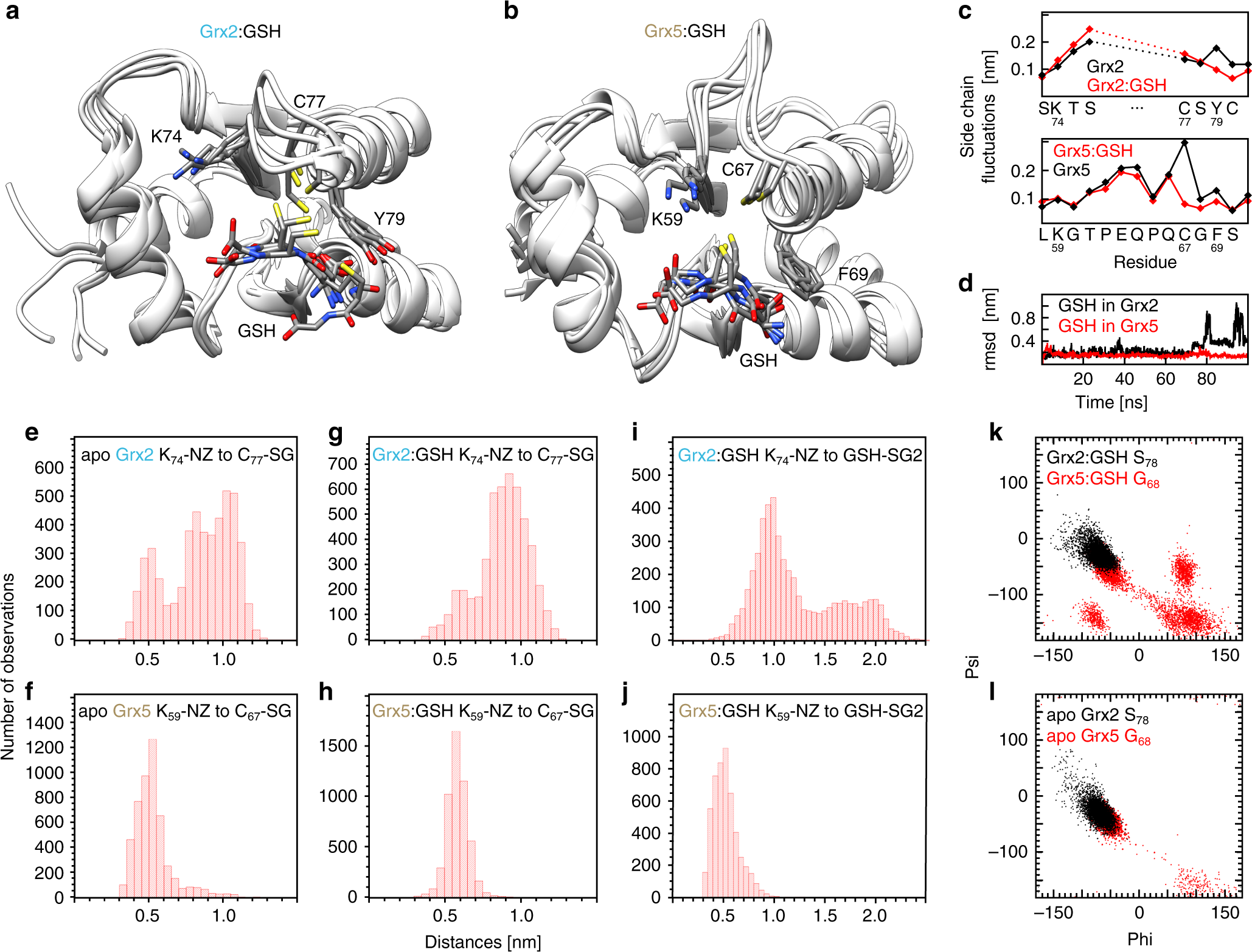 Fig. 2: Molecular dynamics simulations of human Grx2 and Grx5 GSH complexes.