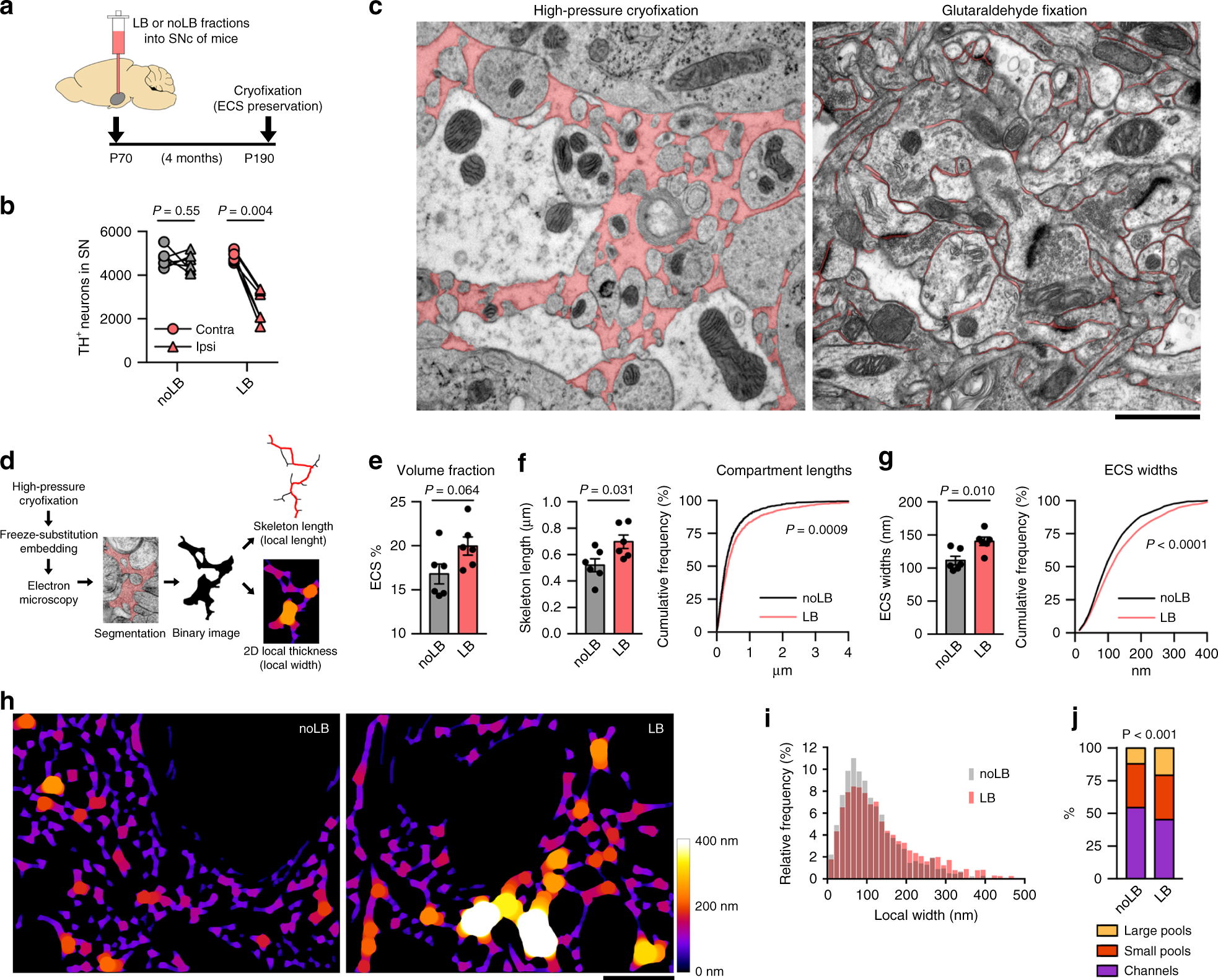 Fig. 1: α-syn-induced neurodegeneration enlarges the extracellular space locally.
