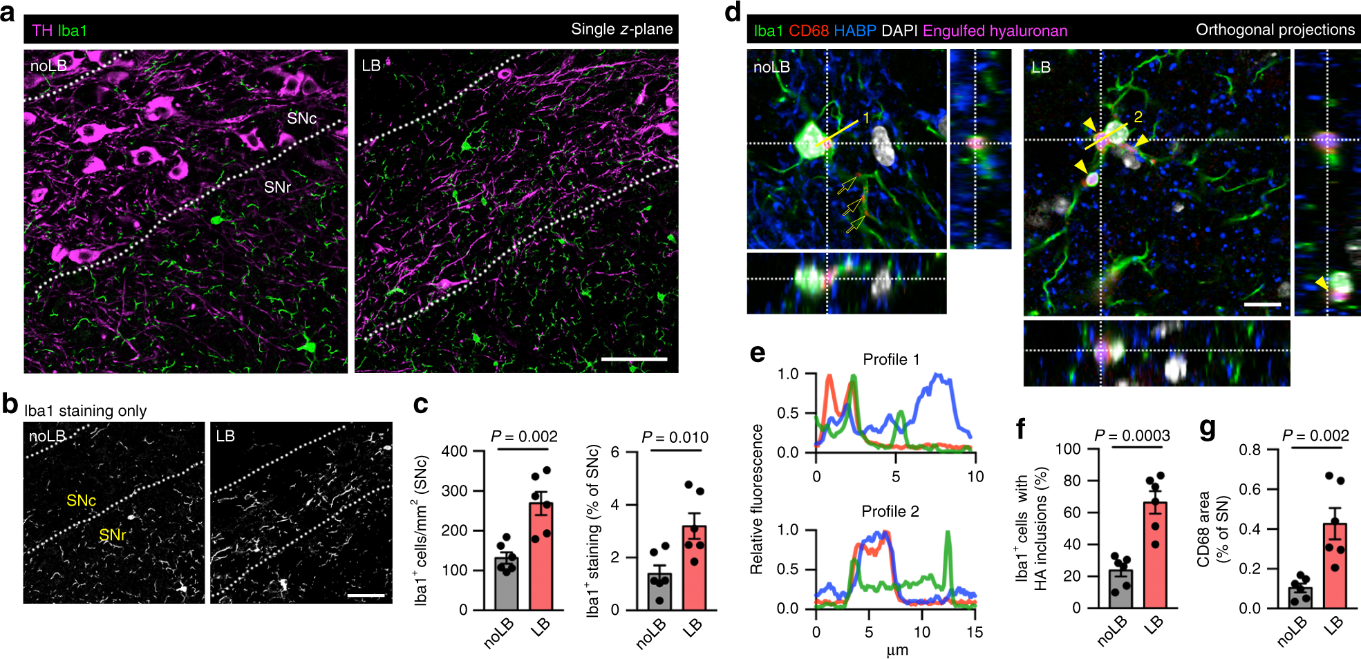 Fig. 4: Reactive microglia populate the SNc and phagocytes hyaluronan after α-syn-induced neurodegeneration.