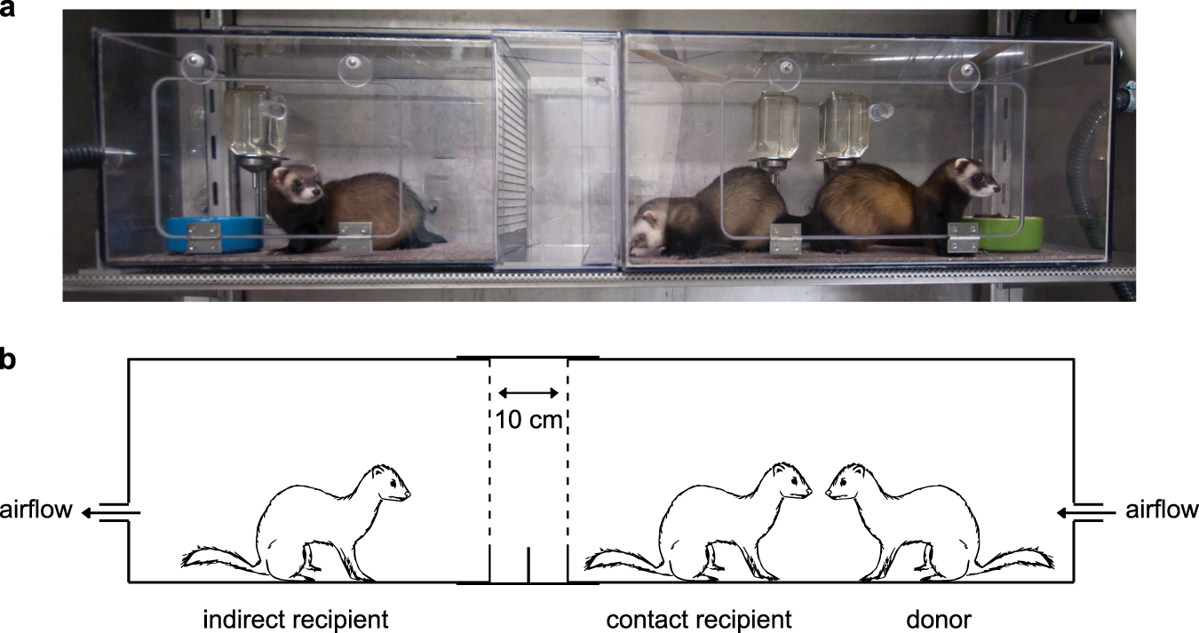 Fig. 1: The ferret transmission experimental set-up.