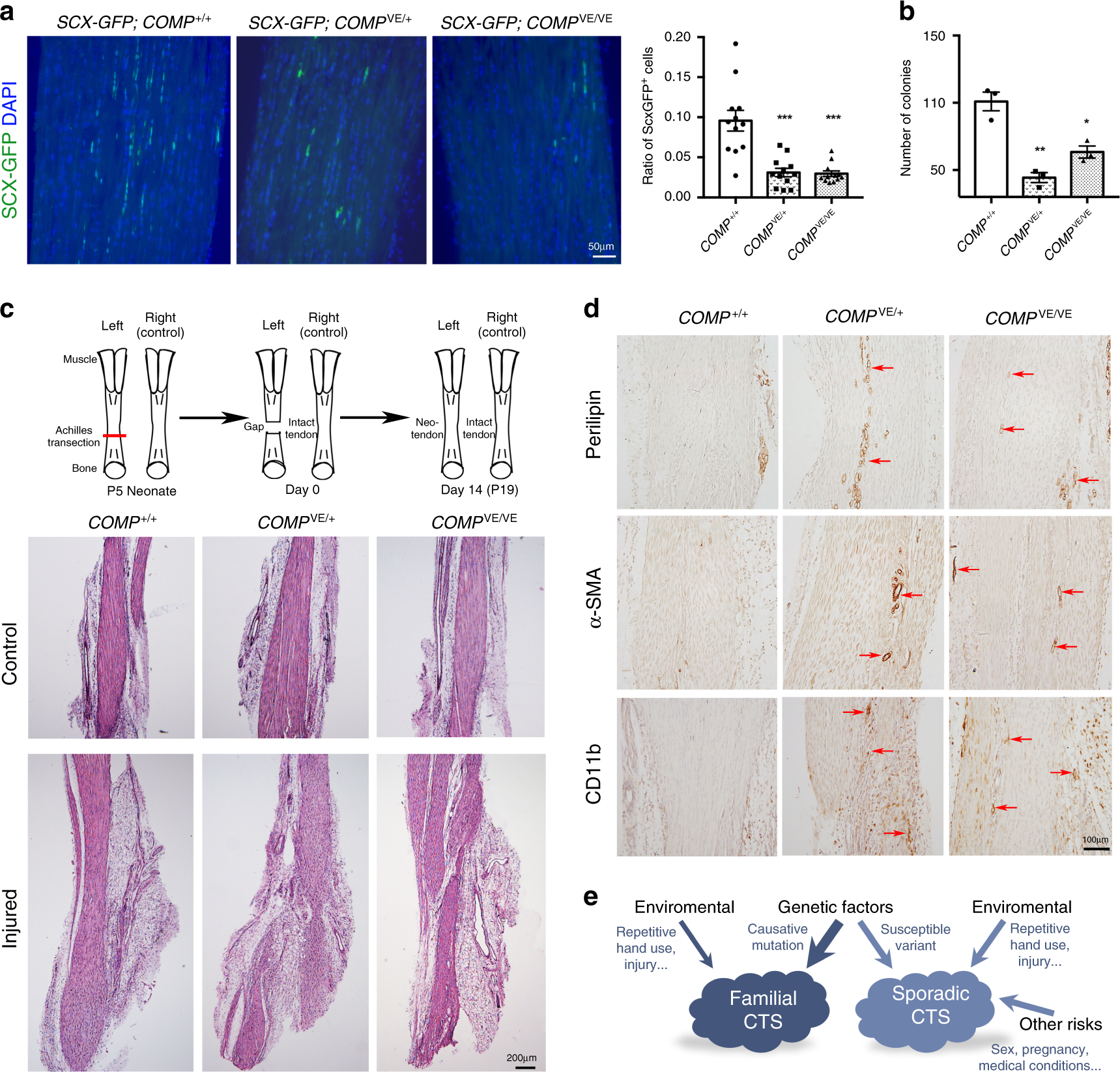Fig. 7: Compromised tendon-healing potential in the CTS mouse model.