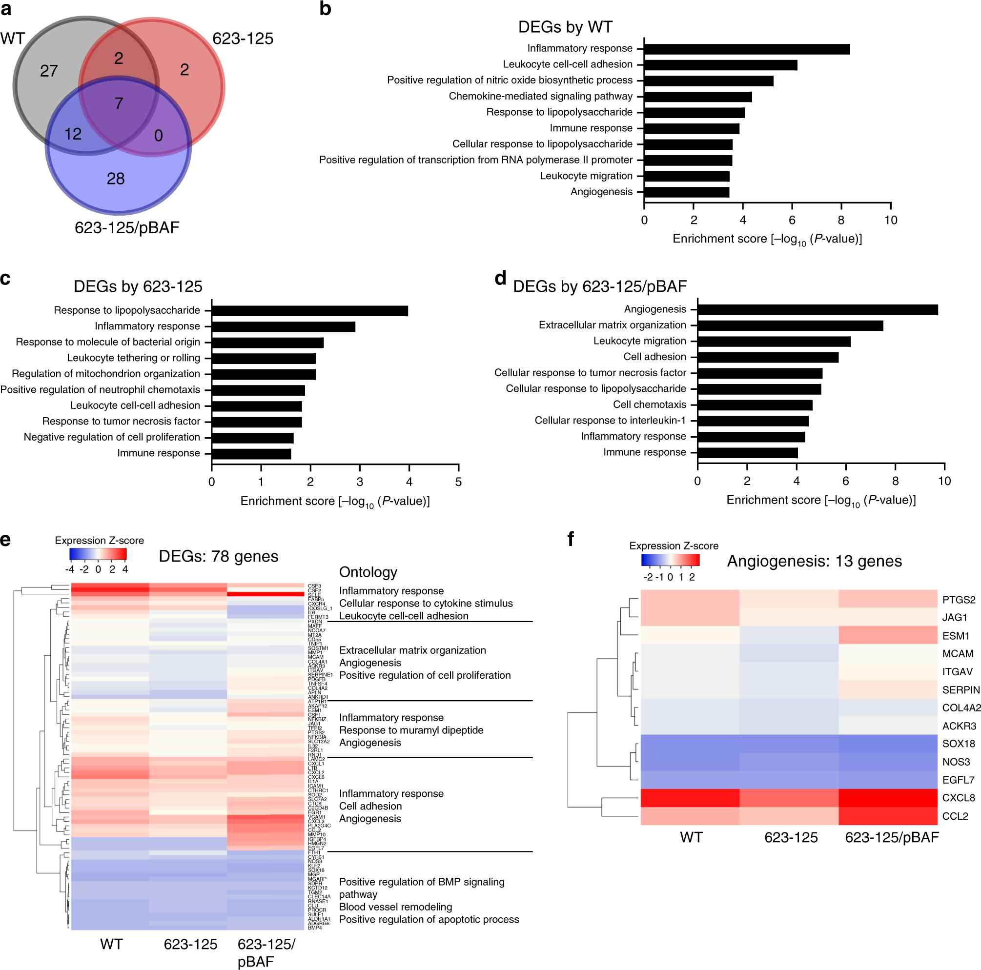 Fig. 2: The bafA gene affects angiogenesis-related gene expression in endothelial cells.