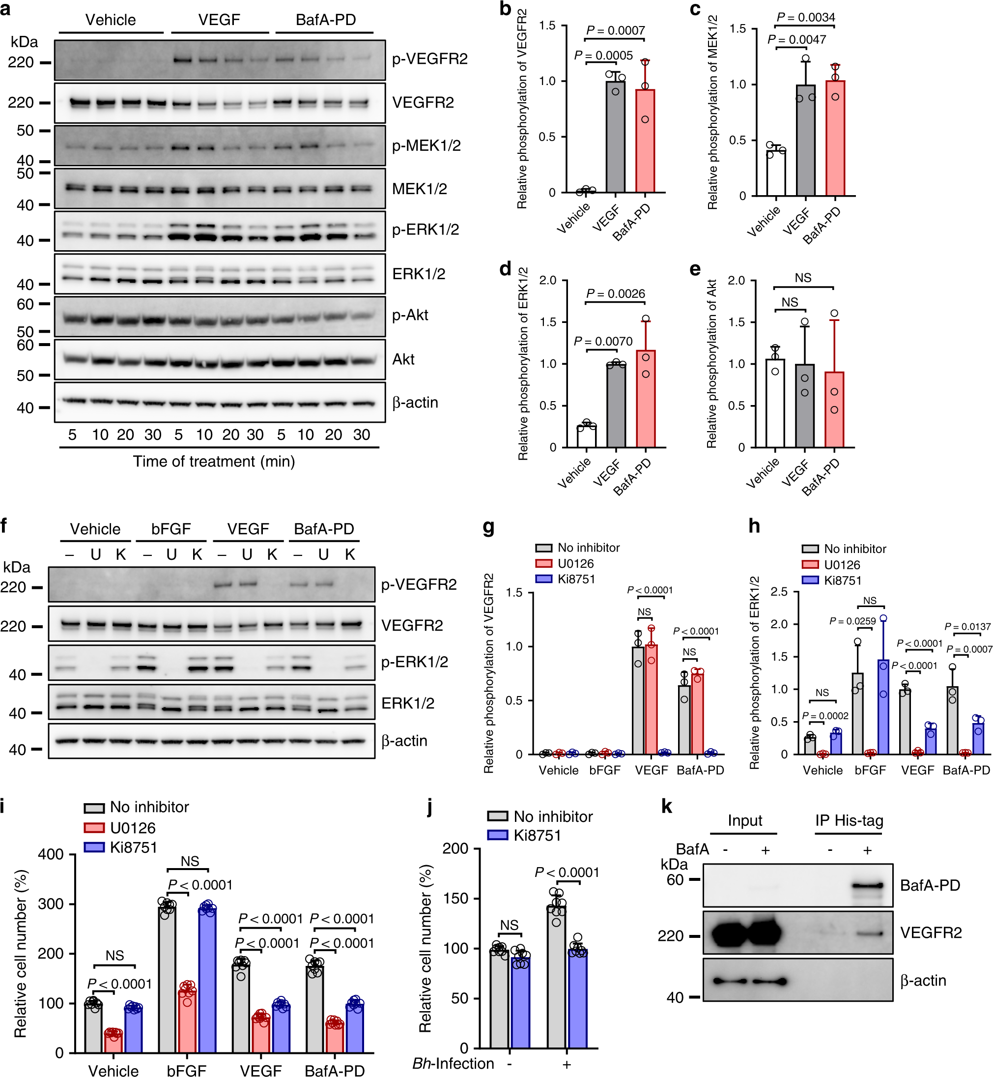 Fig. 4: BafA upregulates VEGFR2-ERK signaling pathway.