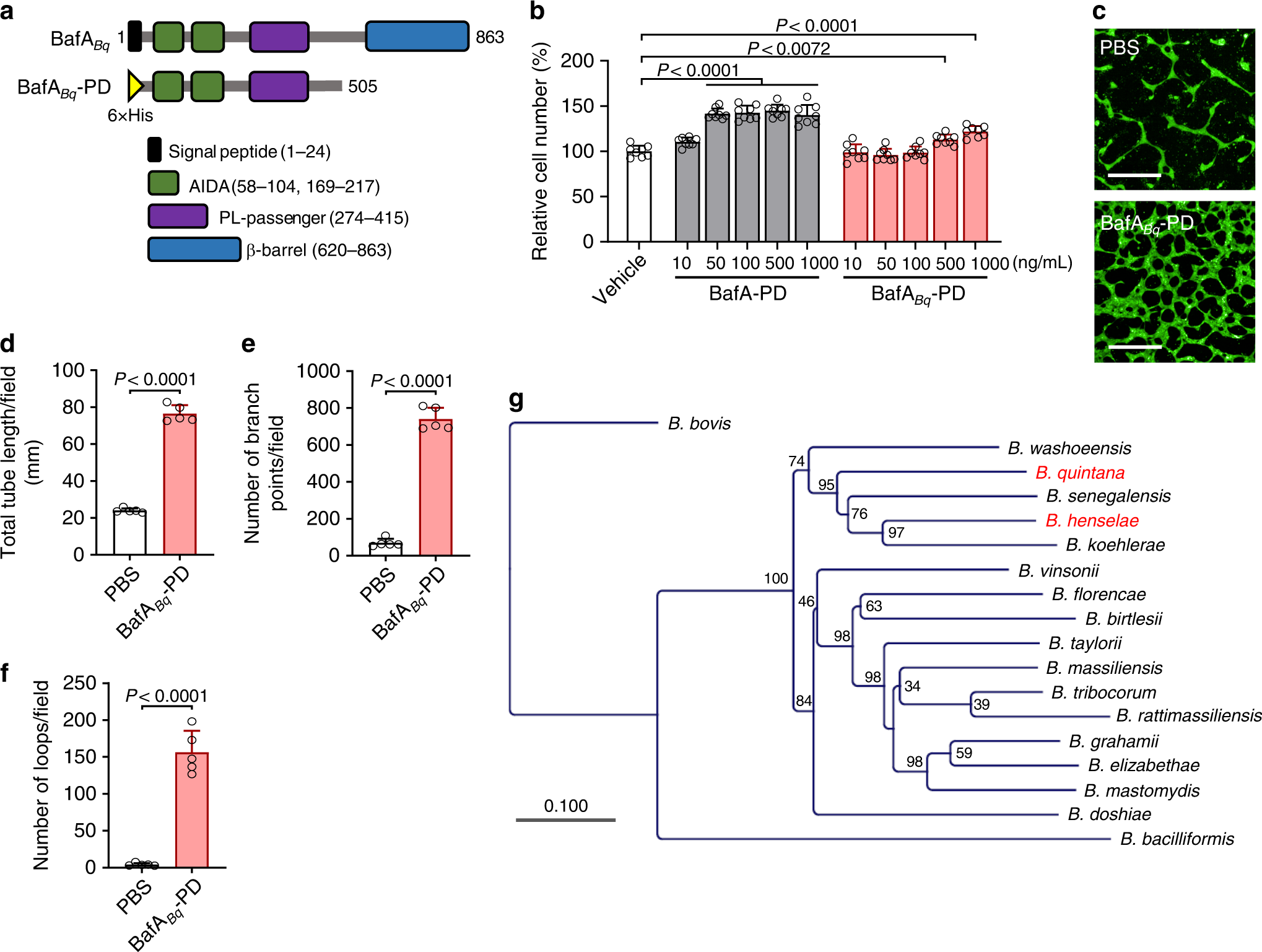 Fig. 5: The BafA homolog from B. quintana possesses in vitro angiogenic activity.