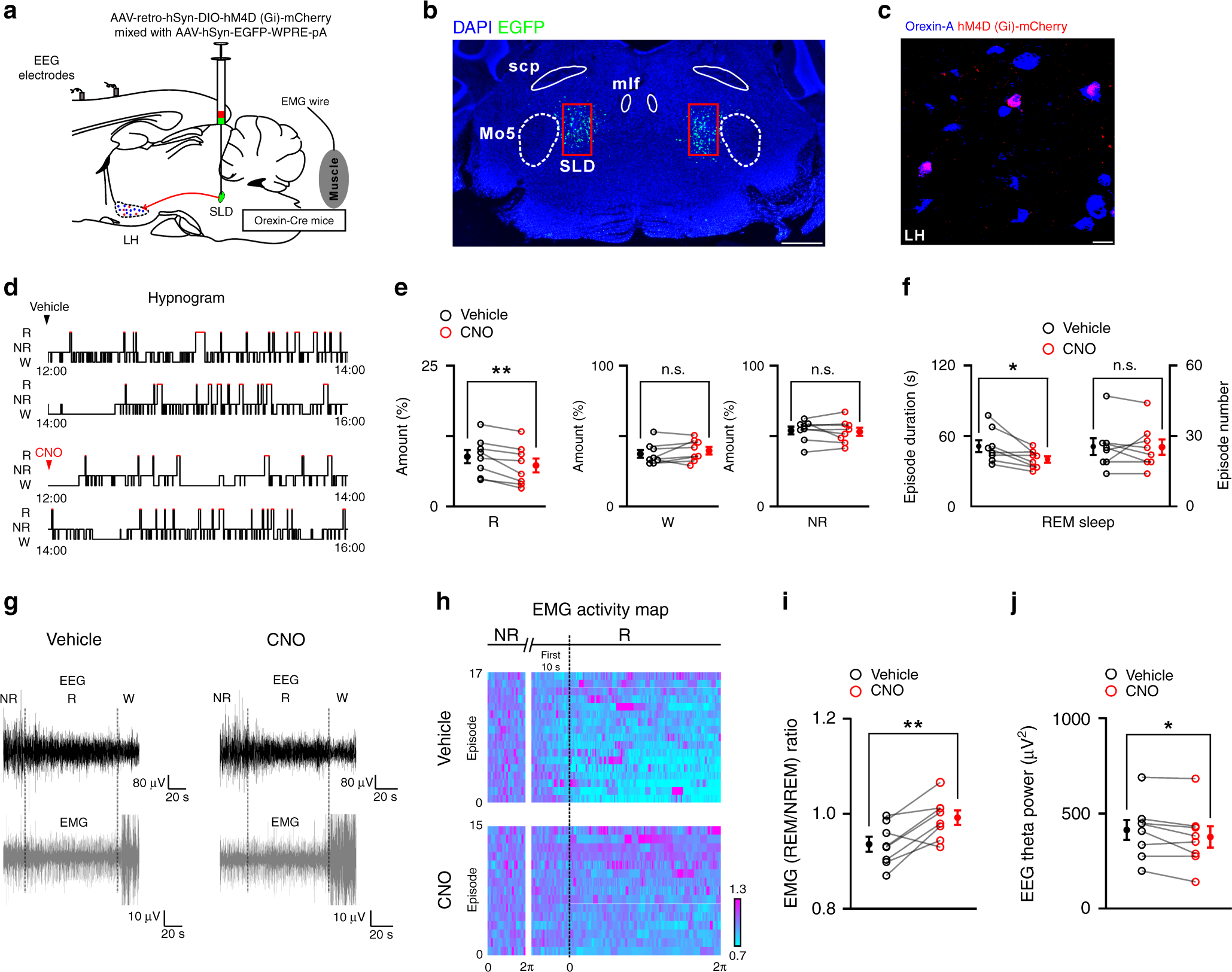 Fig. 8: Chemogenetic silencing of SLD orexin signaling destabilizes REM sleep.