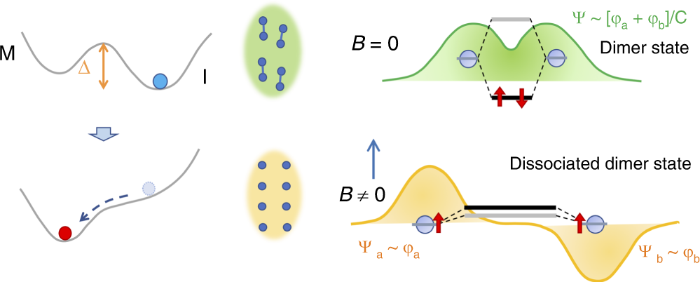 Fig. 7: Schematic of the magnetic-field-induced insulator–metal (MFI–IM) transition.