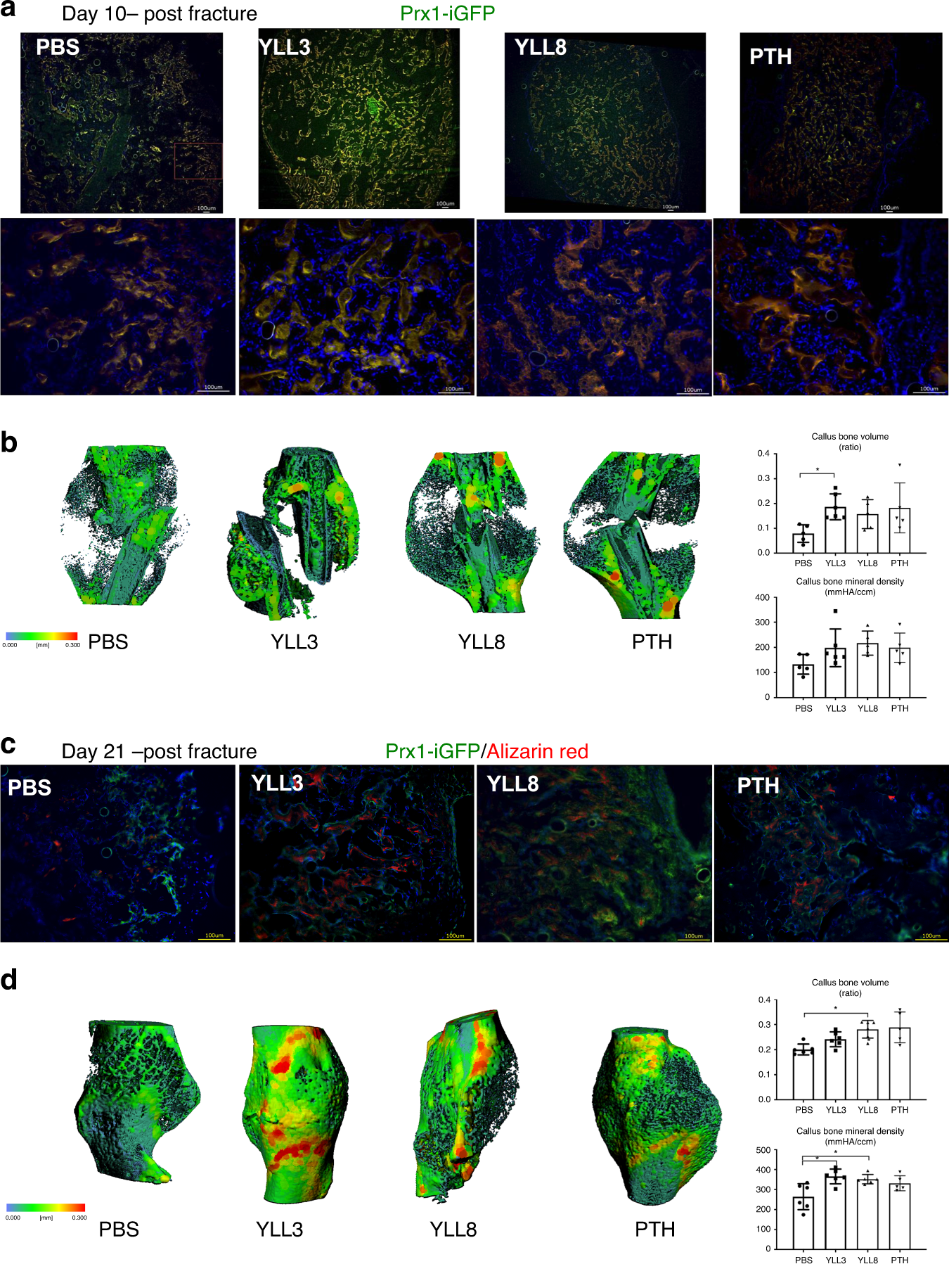 Fig. 6: YLL3 induced higher callus mineralization during fracture healing.