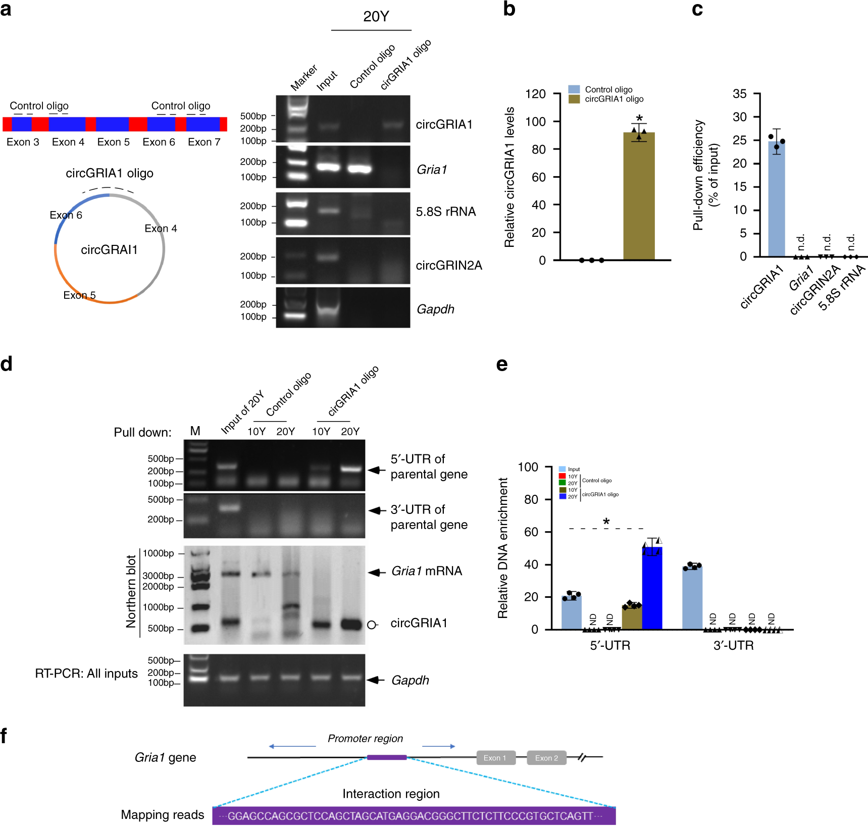 Fig. 3: The regulatory effect of circGRIA1 on the parental genomic locus.