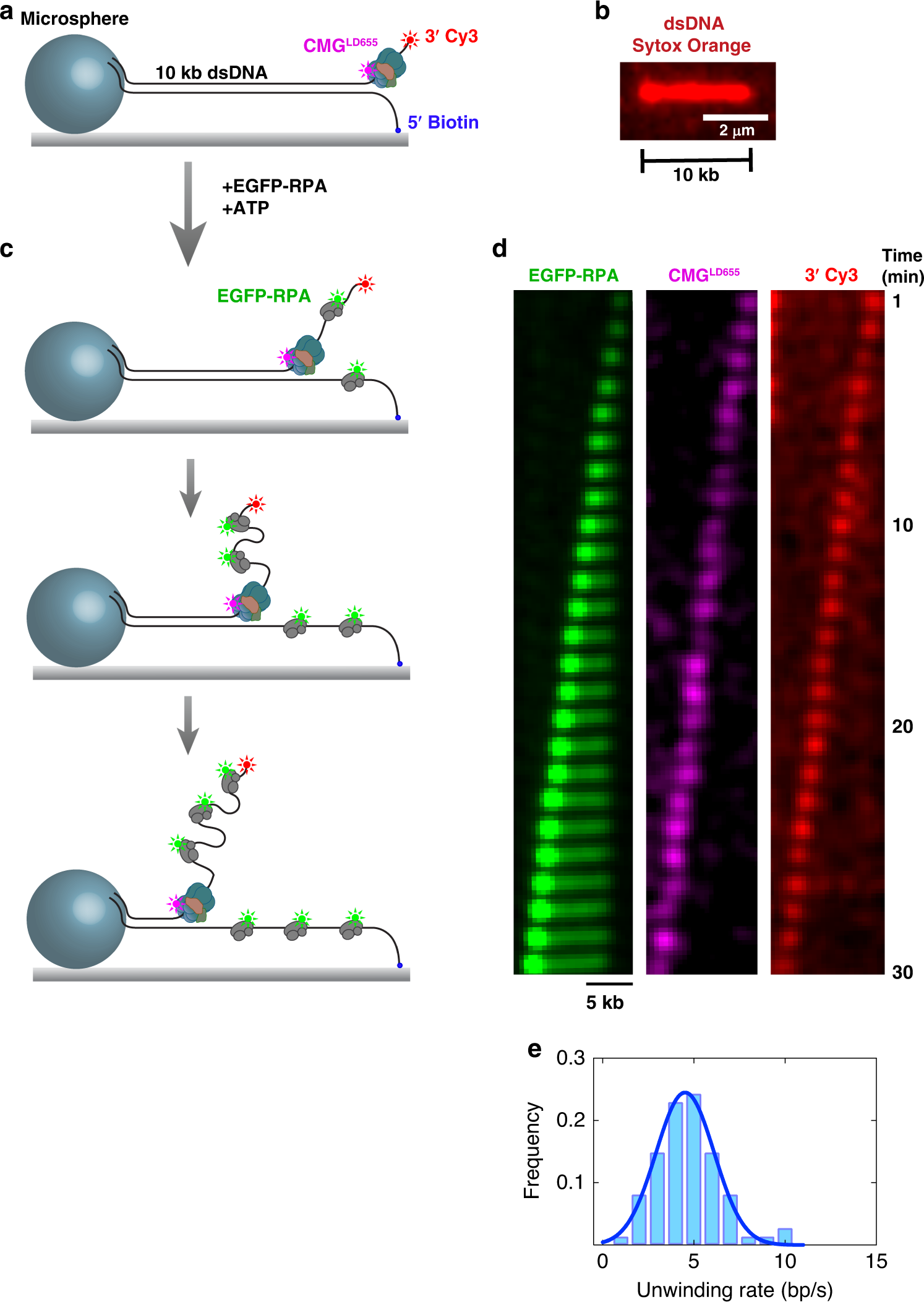 Duplex Dna Engagement And Rpa Oppositely Regulate The Dna Unwinding Rate Of Cmg Helicase Nature Communications