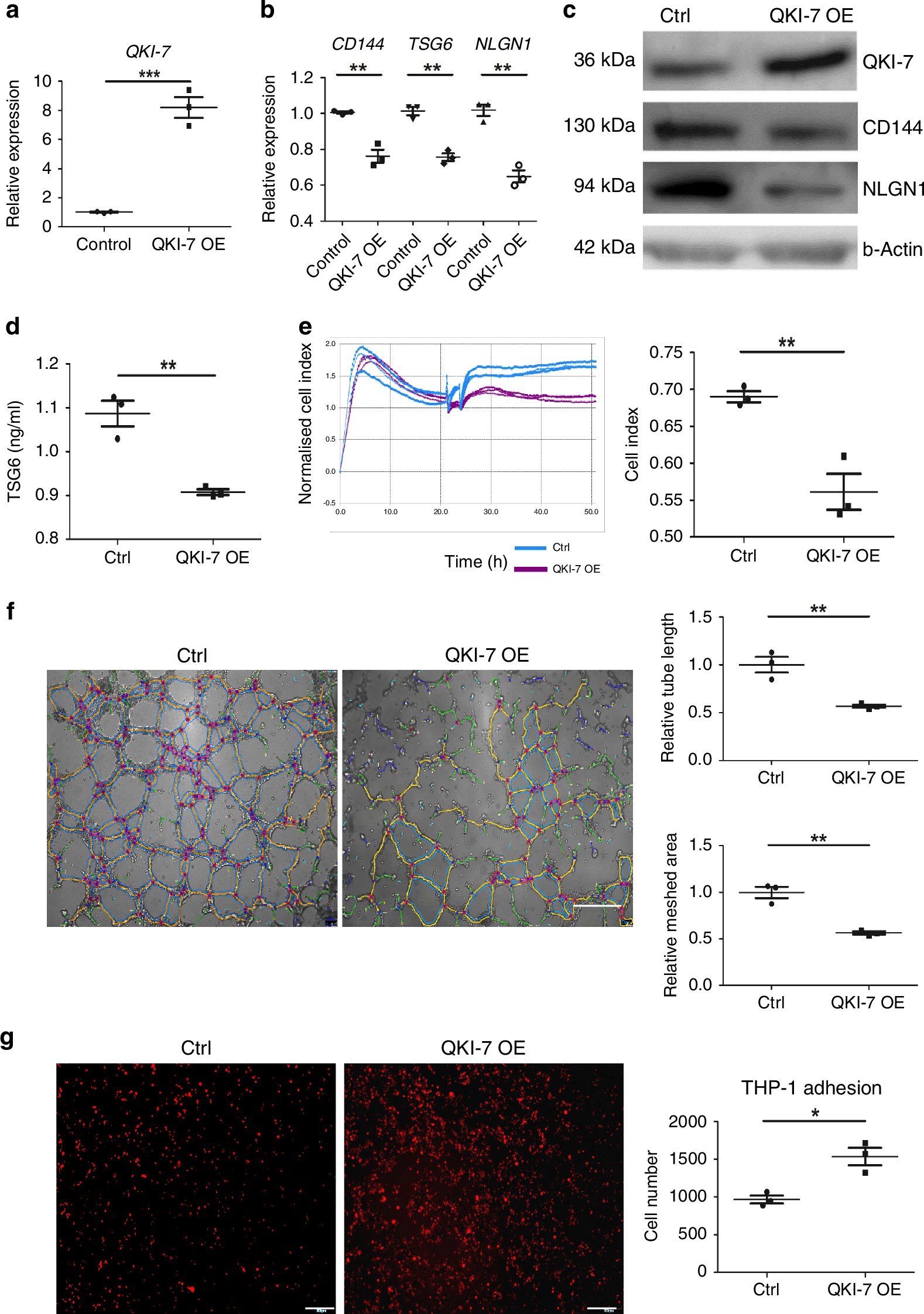 Fig. 2: QKI-7 affected genes/proteins expression and EC functions.