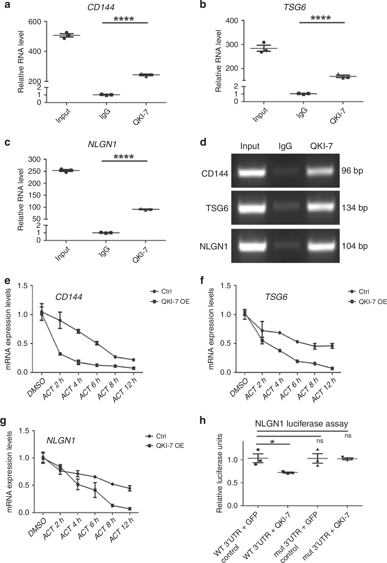 Fig. 5: QKI-7 promoted degradation of CD144, NLGN1, and TSG6 mRNAs.