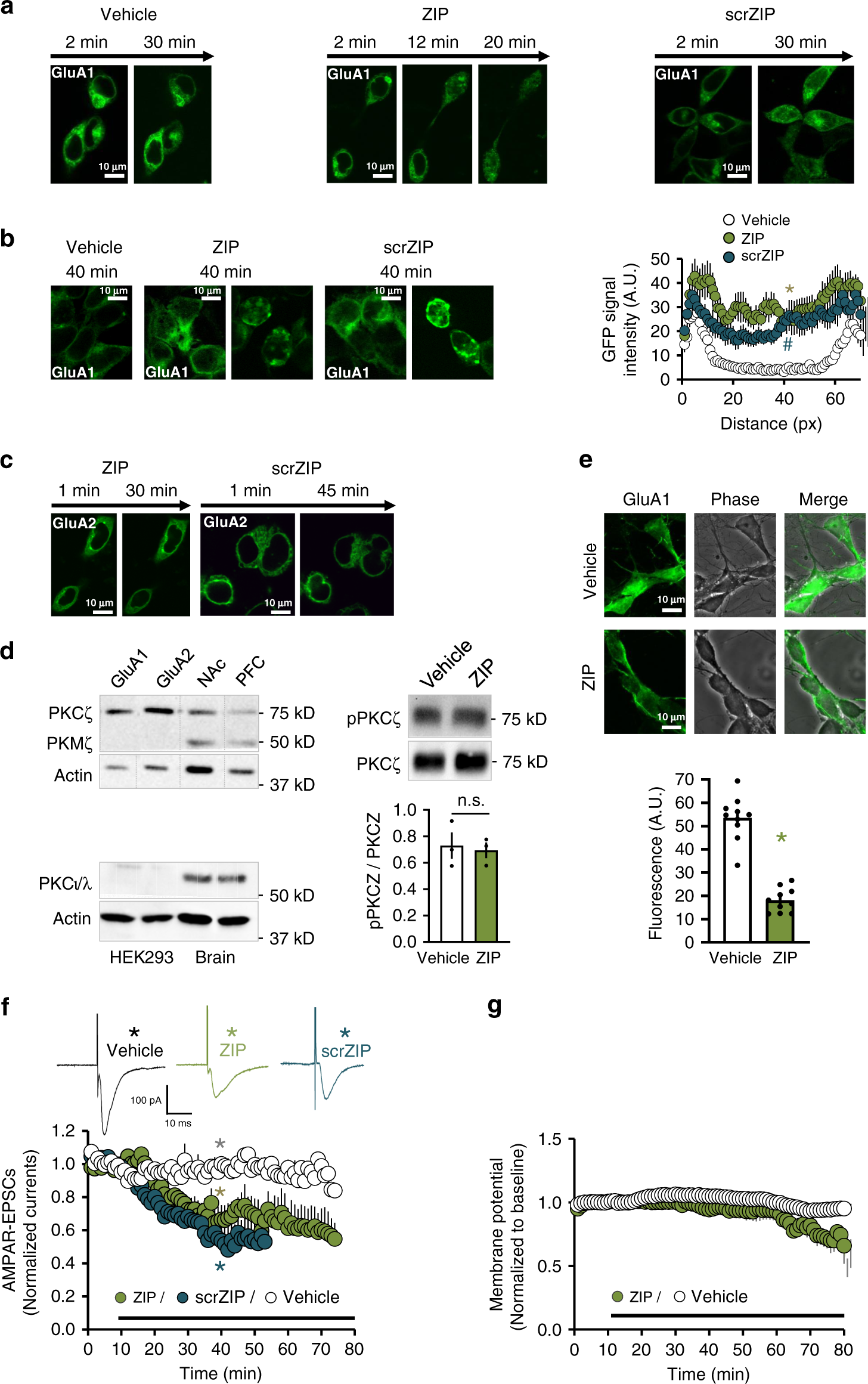 Zeta Inhibitory Peptide Attenuates Learning And Memory By Inducing No Mediated Downregulation Of Ampa Receptors Nature Communications