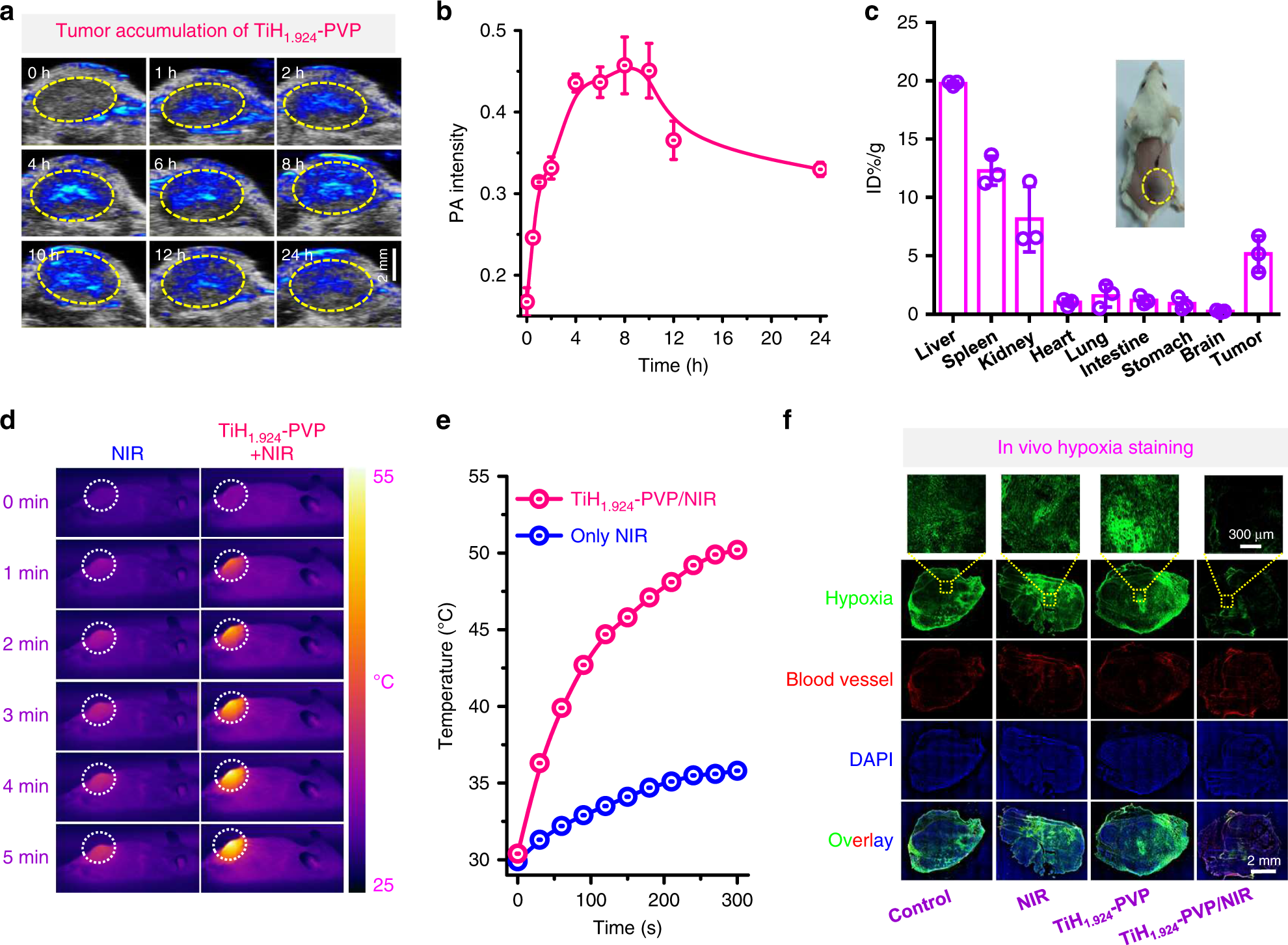 Fig. 5: In vivo tumor accumulation and mild PTT-defeated tumor hypoxia via TiH1.924-PVP.