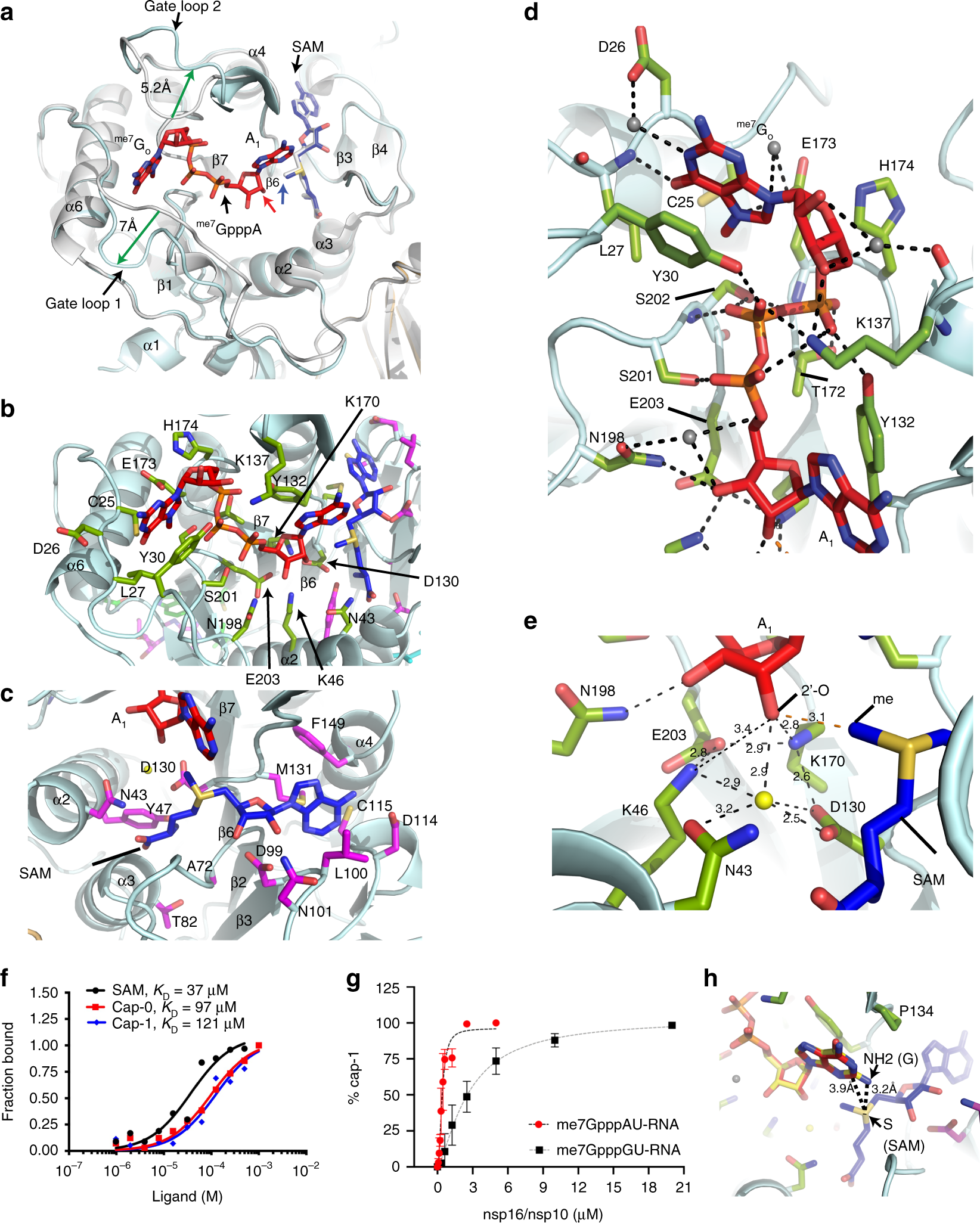 Fig. 2: Binding modes of RNA cap analogues and SAM and mechanism of methyl transfer.