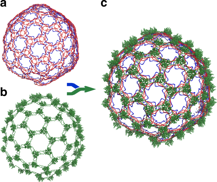 Fig. 3: The capsid proteins form two nested chainmails.