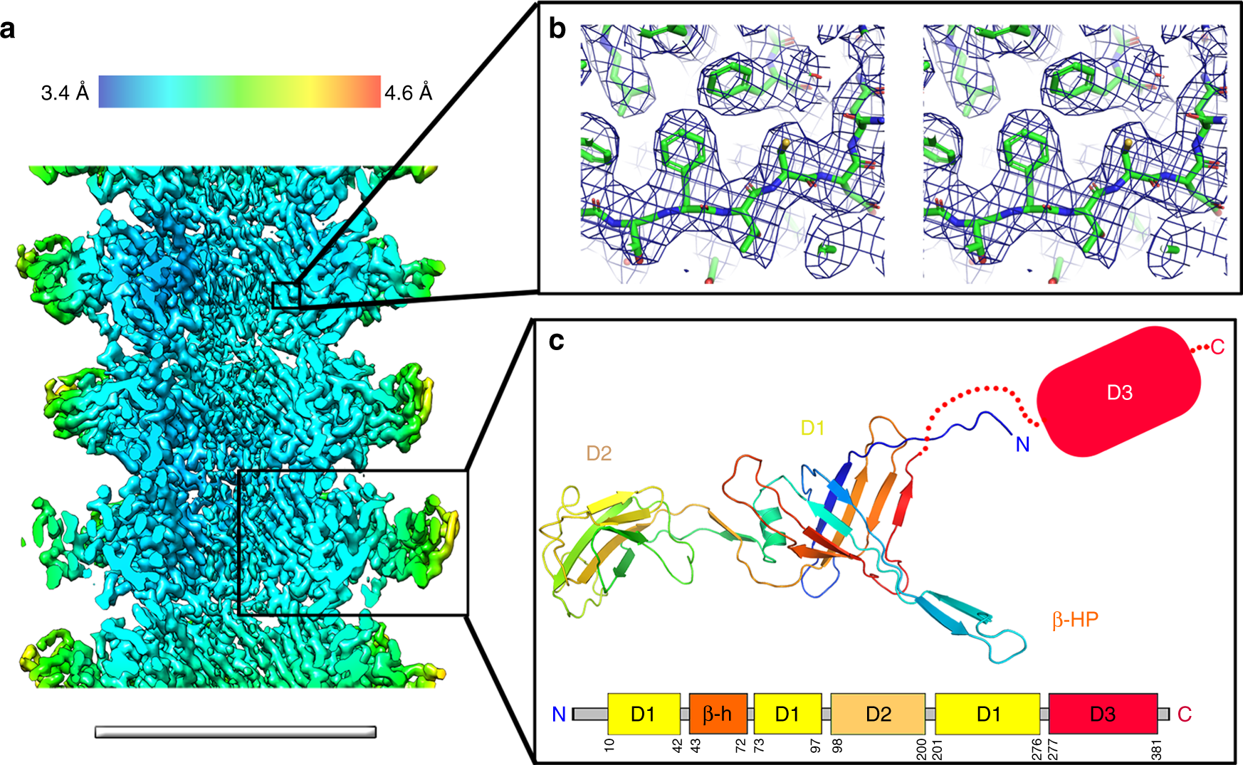 Fig. 5: Cryo-EM structure of the YSD1 tail.