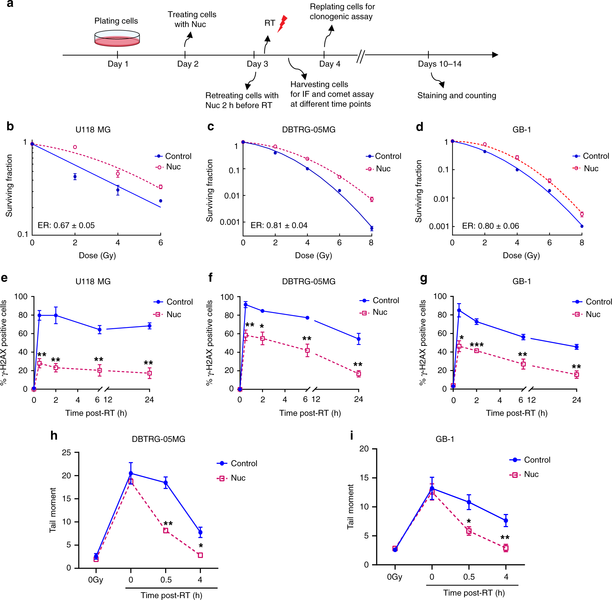 Fig. 2: Supplementing nucleoside pools promotes DNA repair and RT-resistance in GBM.