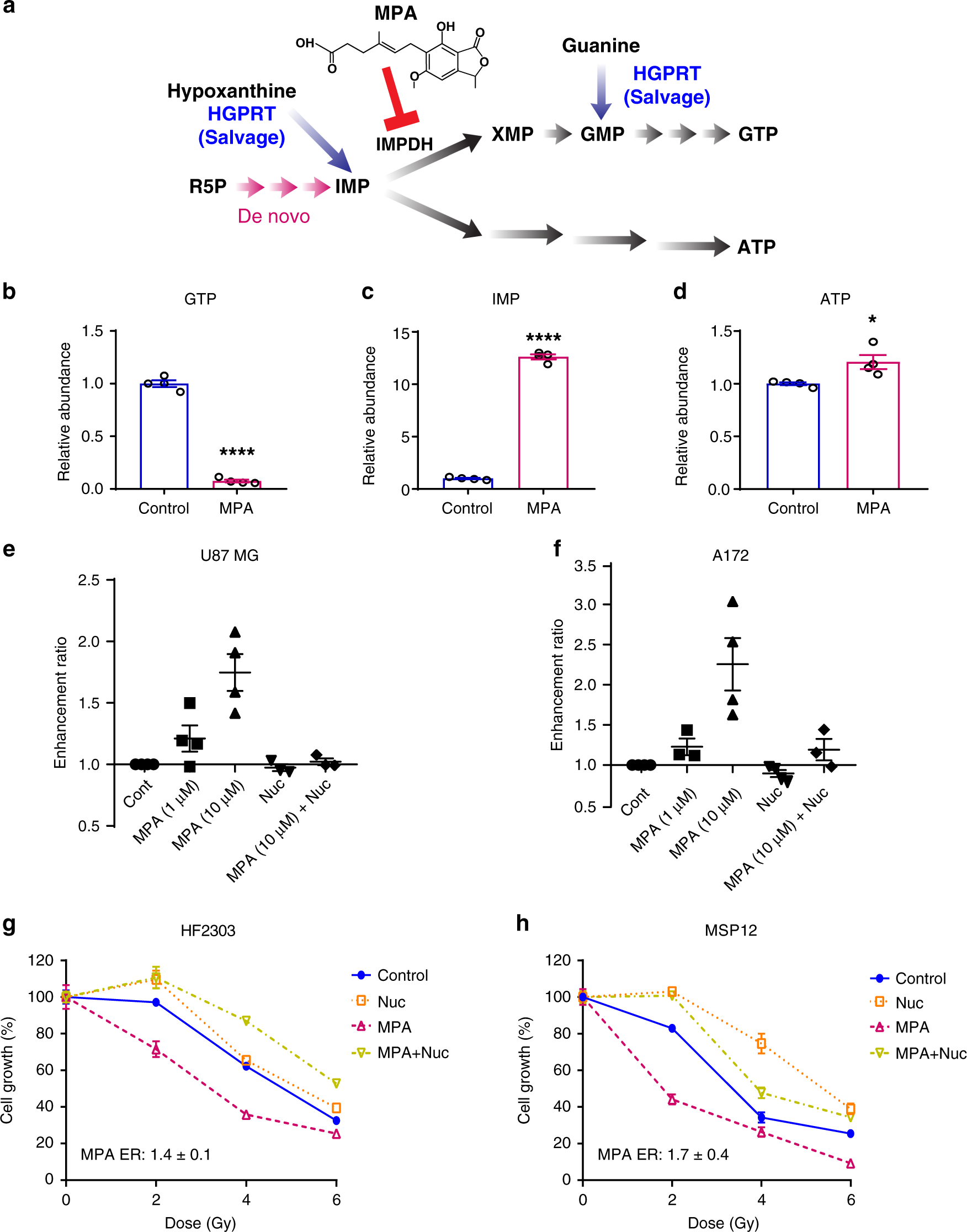 Fig. 3: Inhibiting GTP synthesis radiosensitizes RT-resistant GBM cell lines and patient-derived neurospheres.