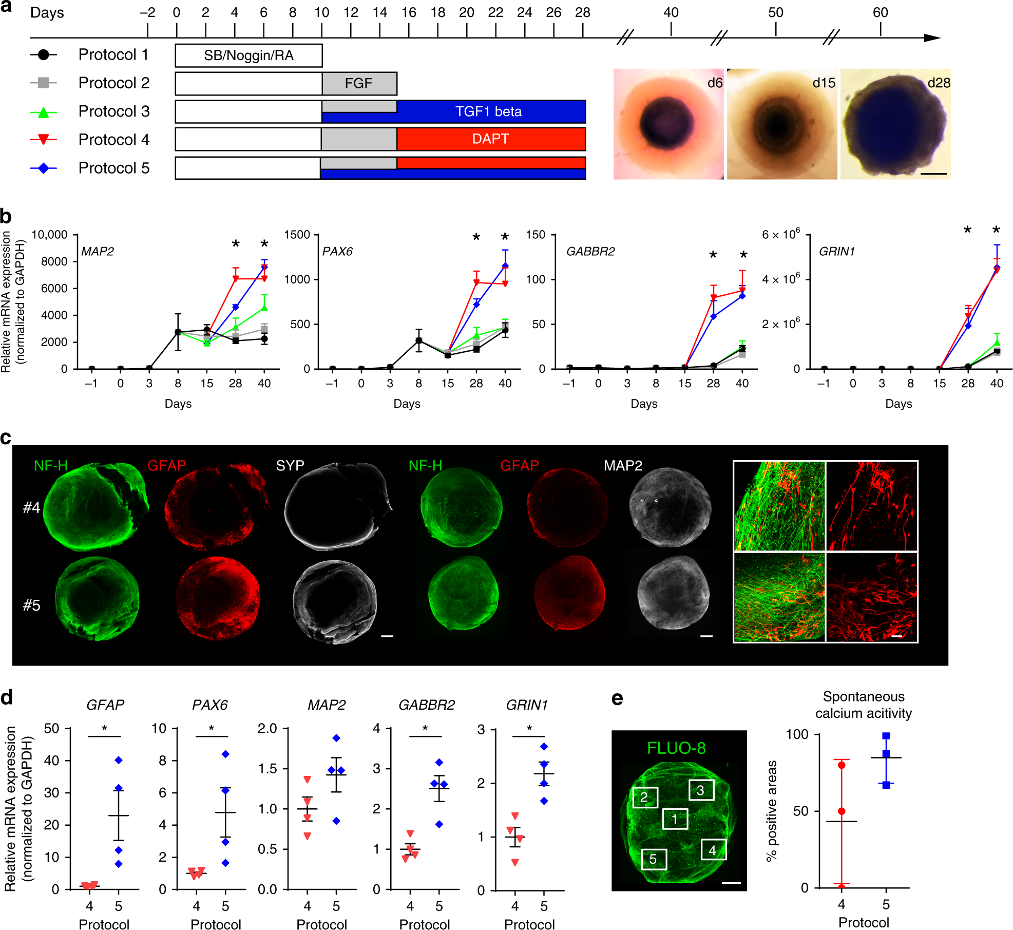 Developmental Gaba Polarity Switch And Neuronal Plasticity In Bioengineered Neuronal Organoids Nature Communications Developmental Gaba Polarity Switch And Neuronal Plasticity In Bioengineered Neuronal Organoids Nature Communications