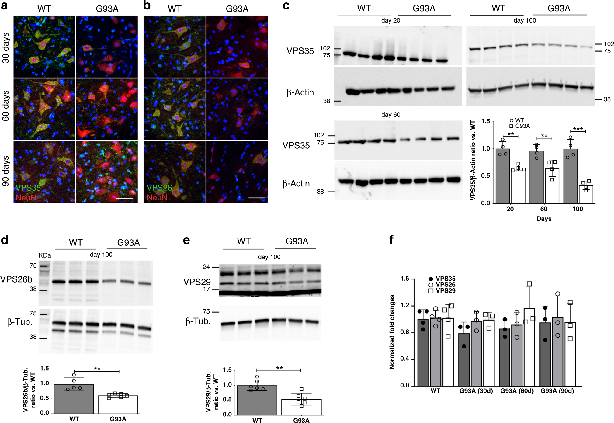 Fig. 1: CRC proteins are downregulated in G93A MNs.