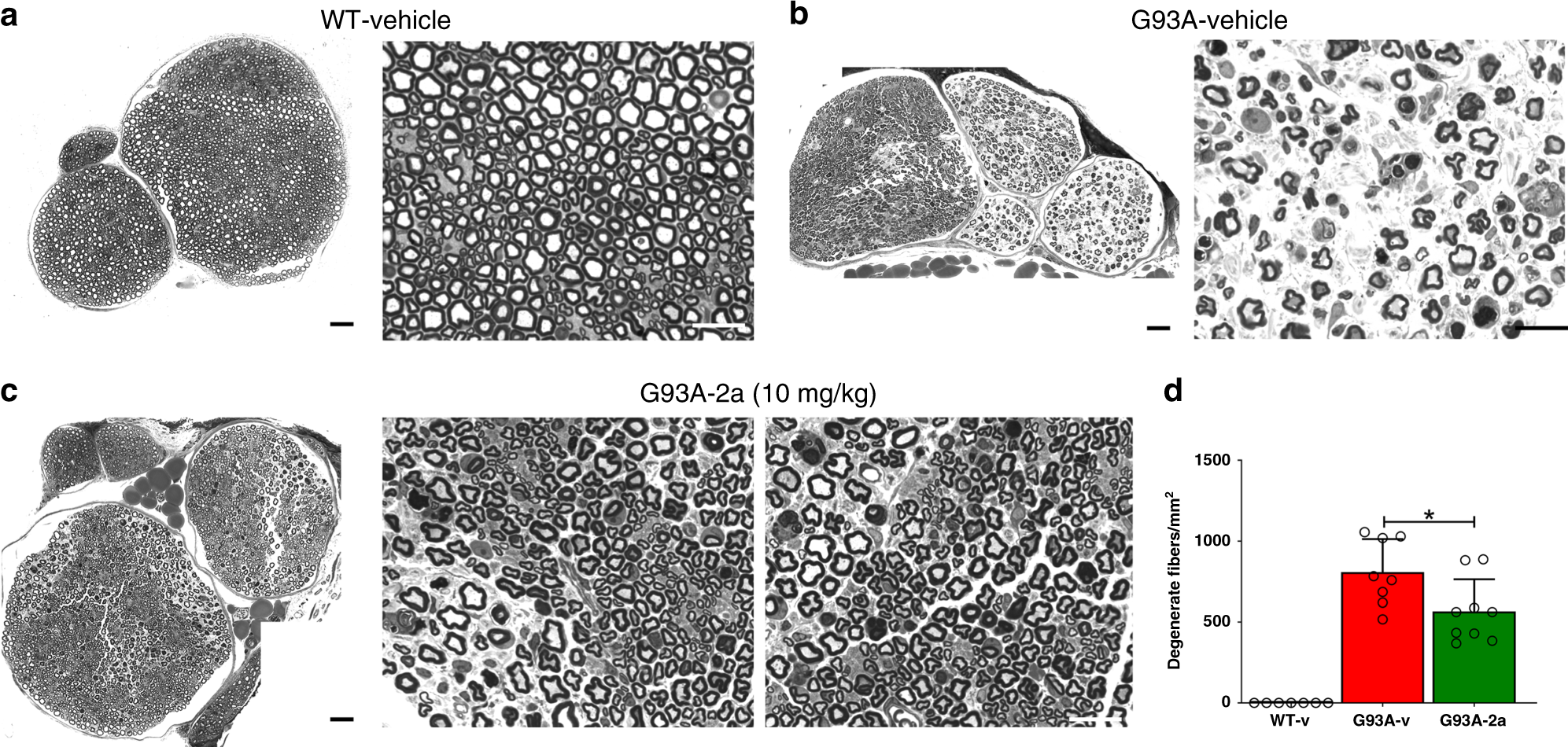 Fig. 5: Compound 2a attenuates sciatic nerve degeneration in G93A mice.