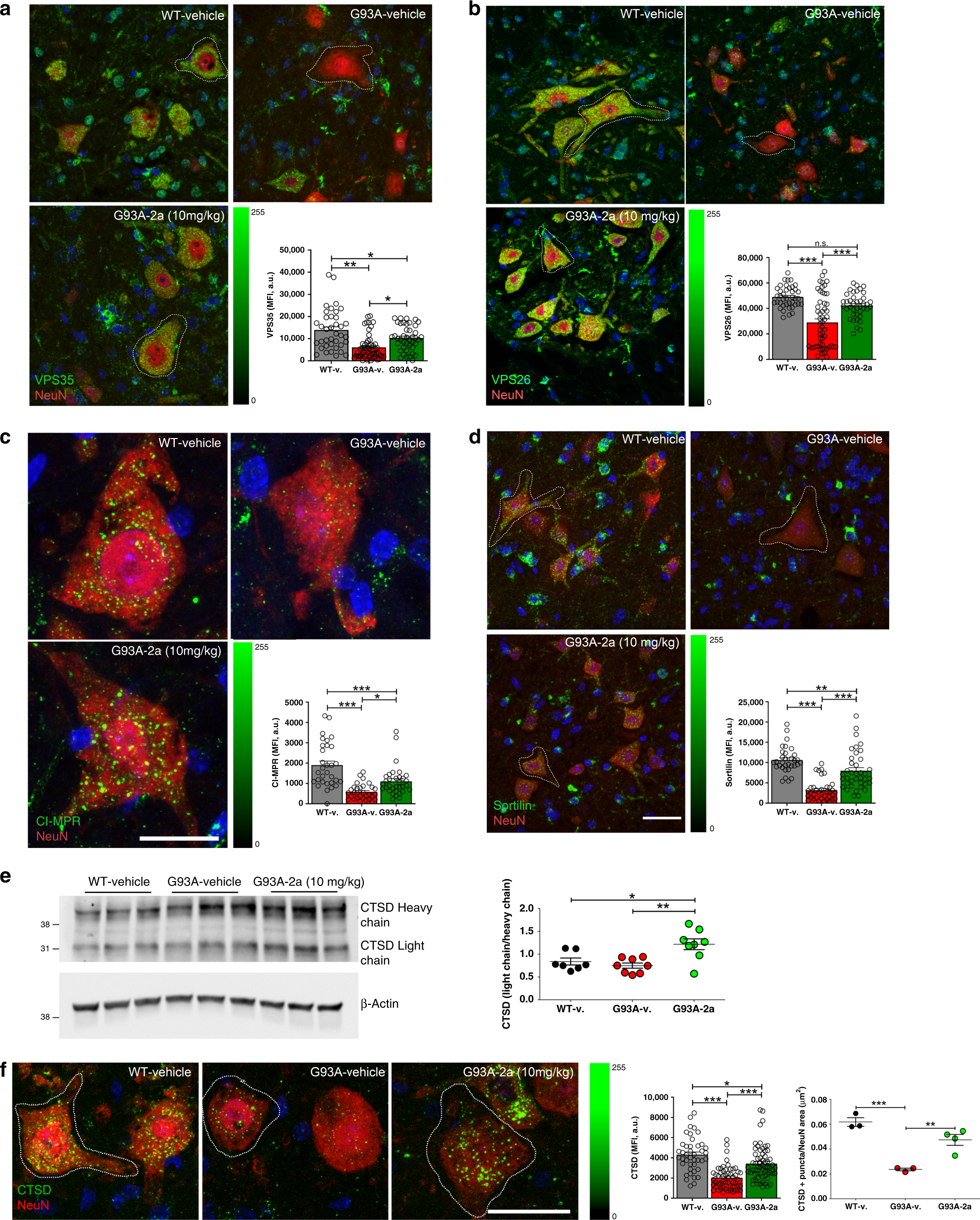 Fig. 6: Compound 2a increases retromer proteins in G93A mice.
