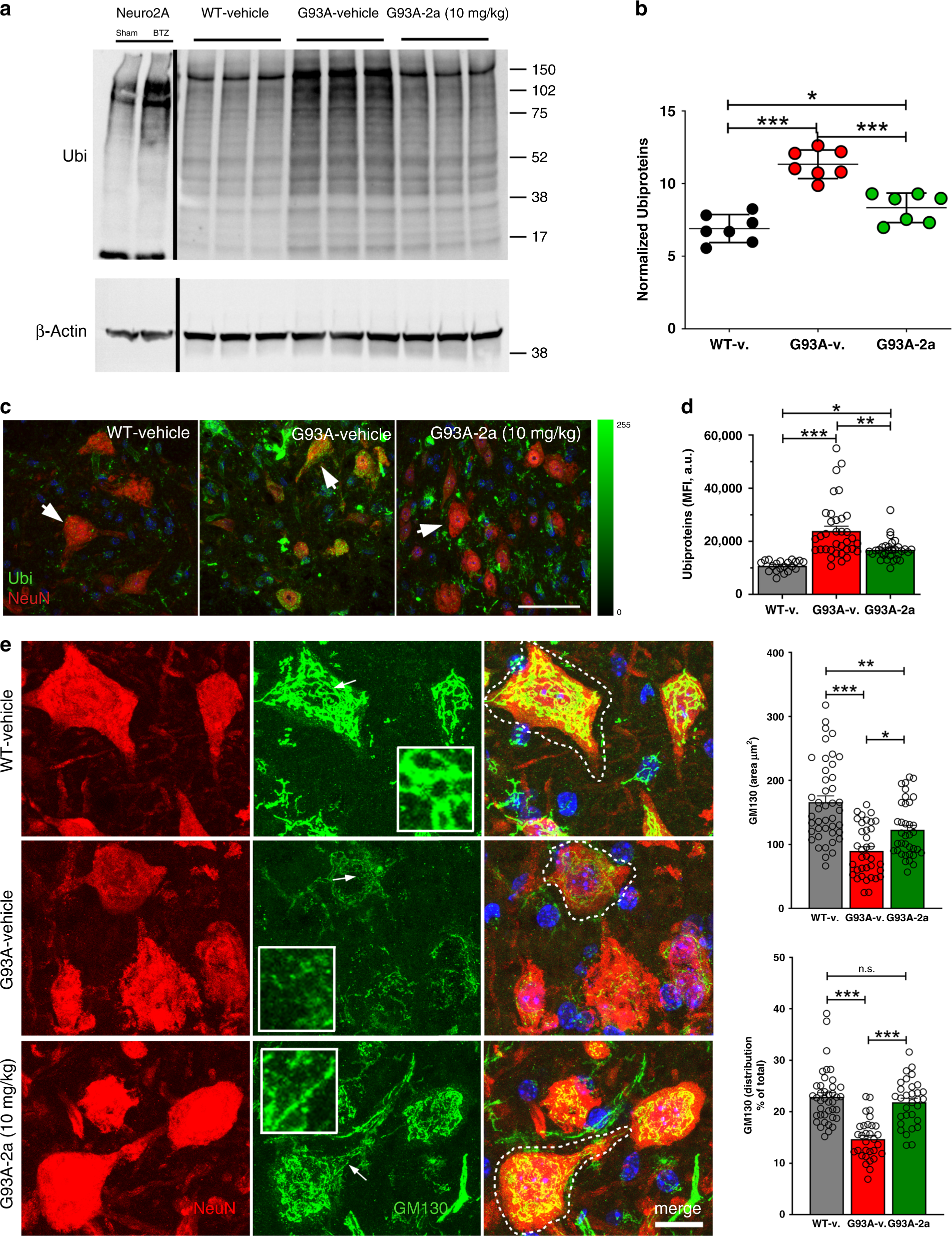 Fig. 7: Compound 2a reduces protein ubiquitination in G93A mice.