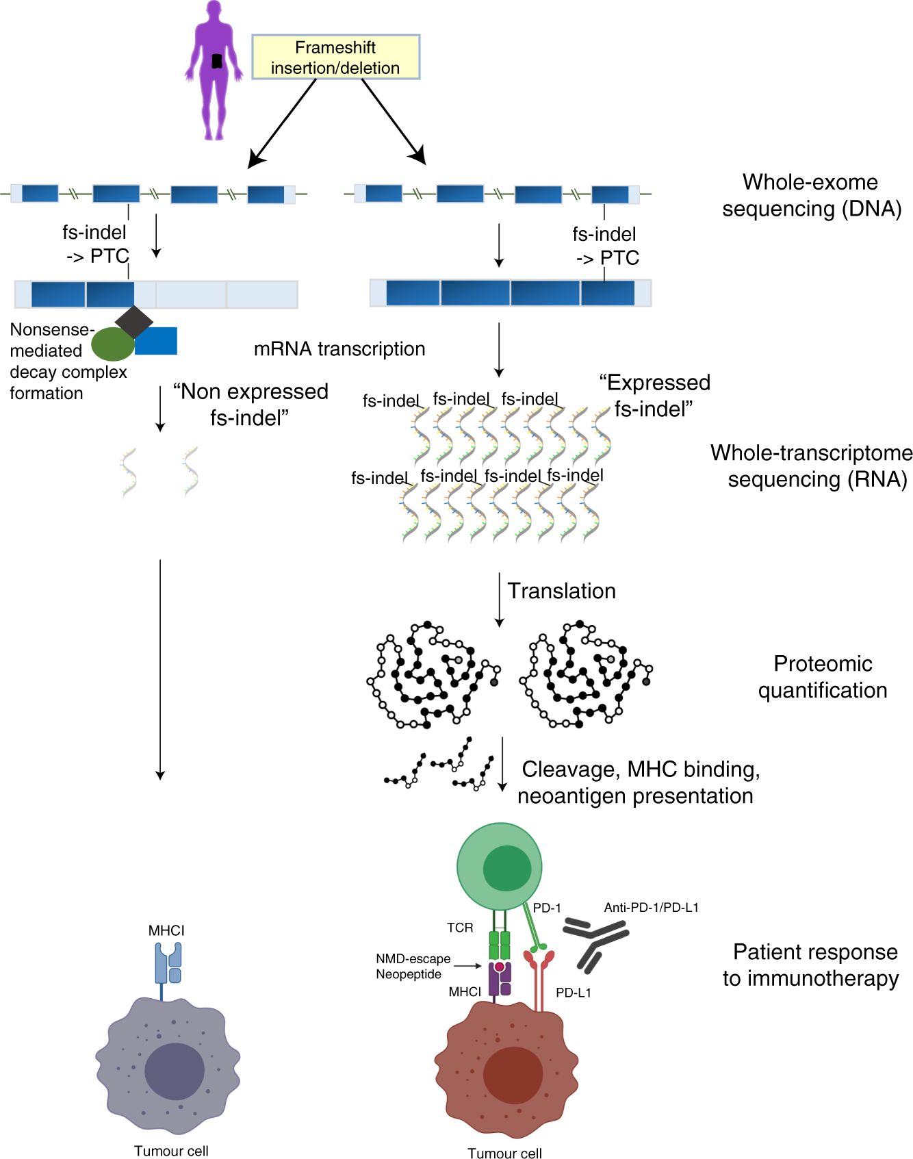 Escape From Nonsense Mediated Decay Associates With Anti Tumor Immunogenicity Nature Communications