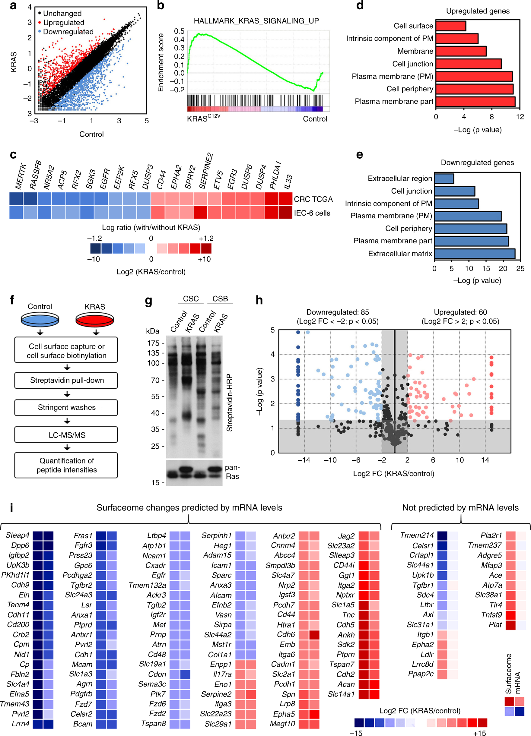 Copper bioavailability is a KRAS-specific vulnerability in colorectal cancer Nature Communications