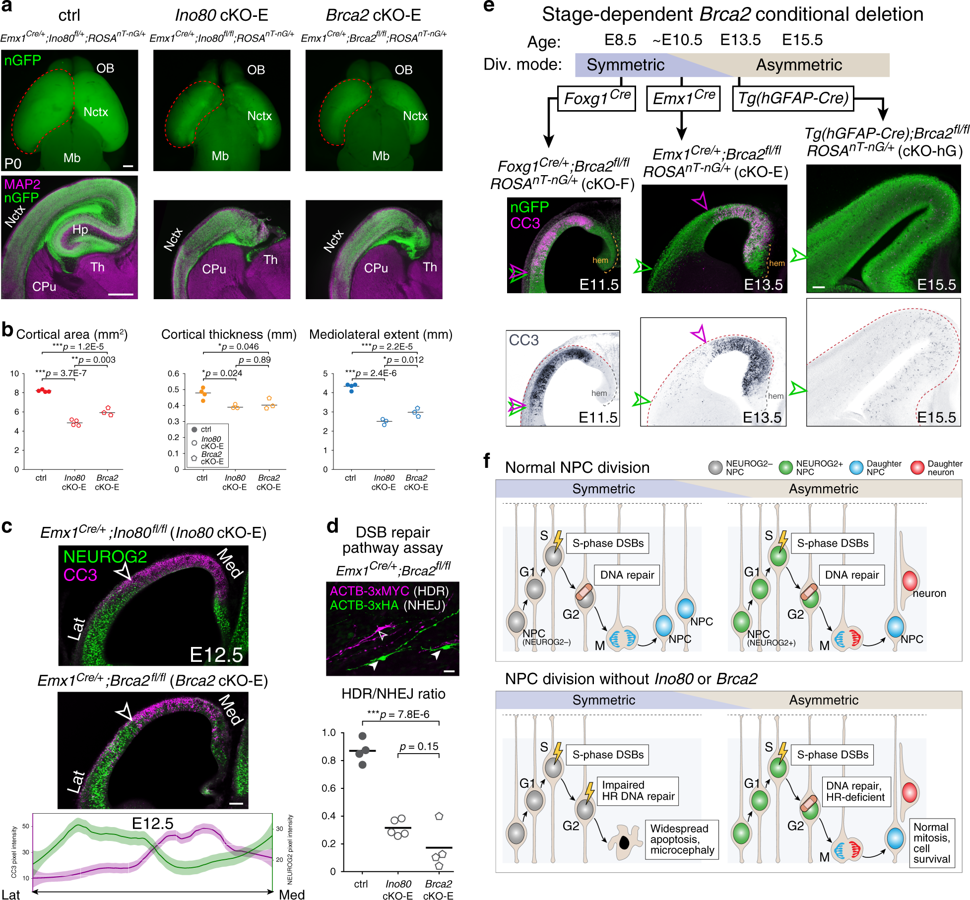 Fig. 8: A selective requirement for Ino80-mediated HR in symmetric NPC–NPC divisions.