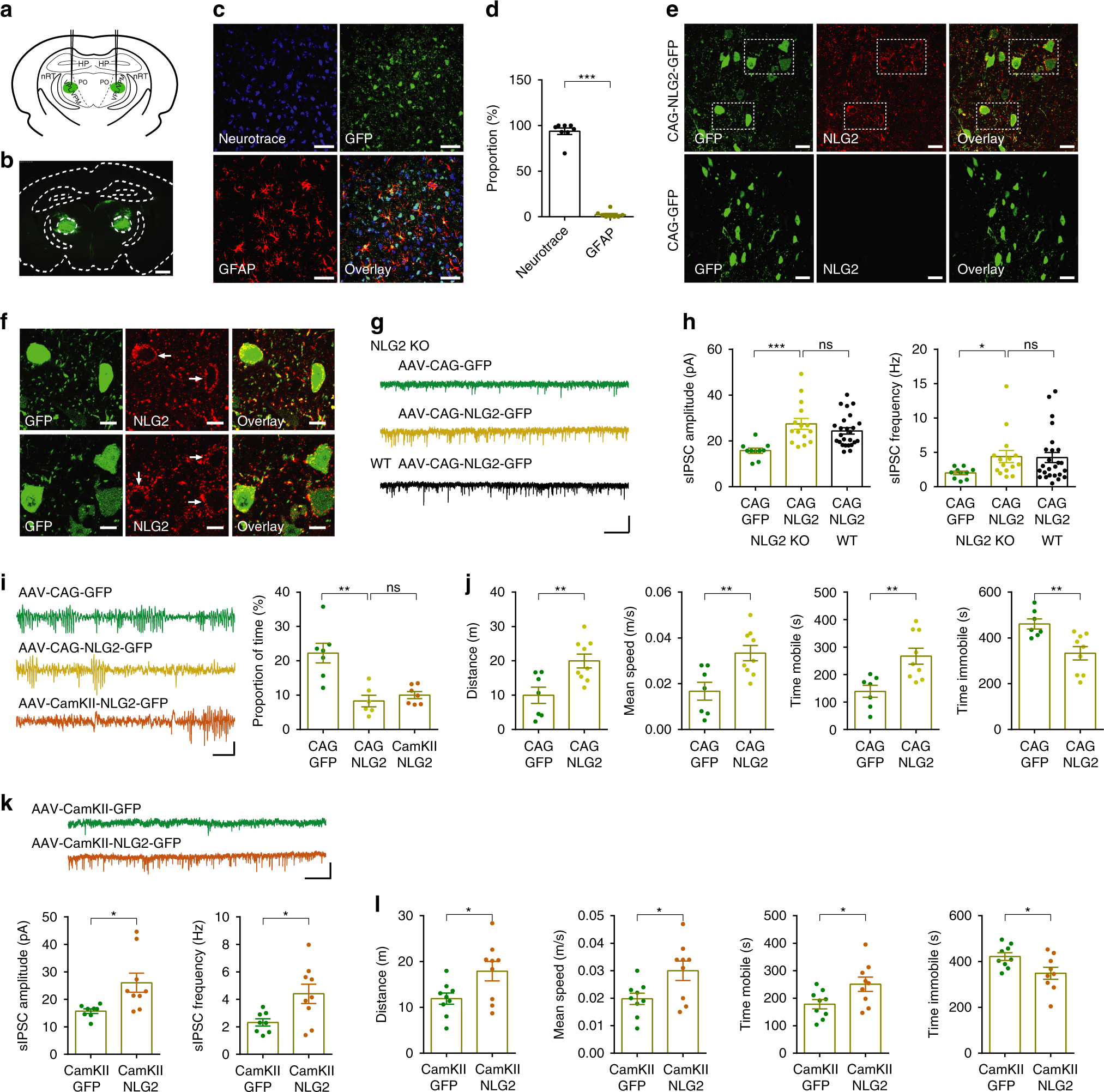 Fig. 7: Reintroducing NLG2 to ventrobasal thalamus reduces synaptic and behavior deficits in NLG2 KO mice.