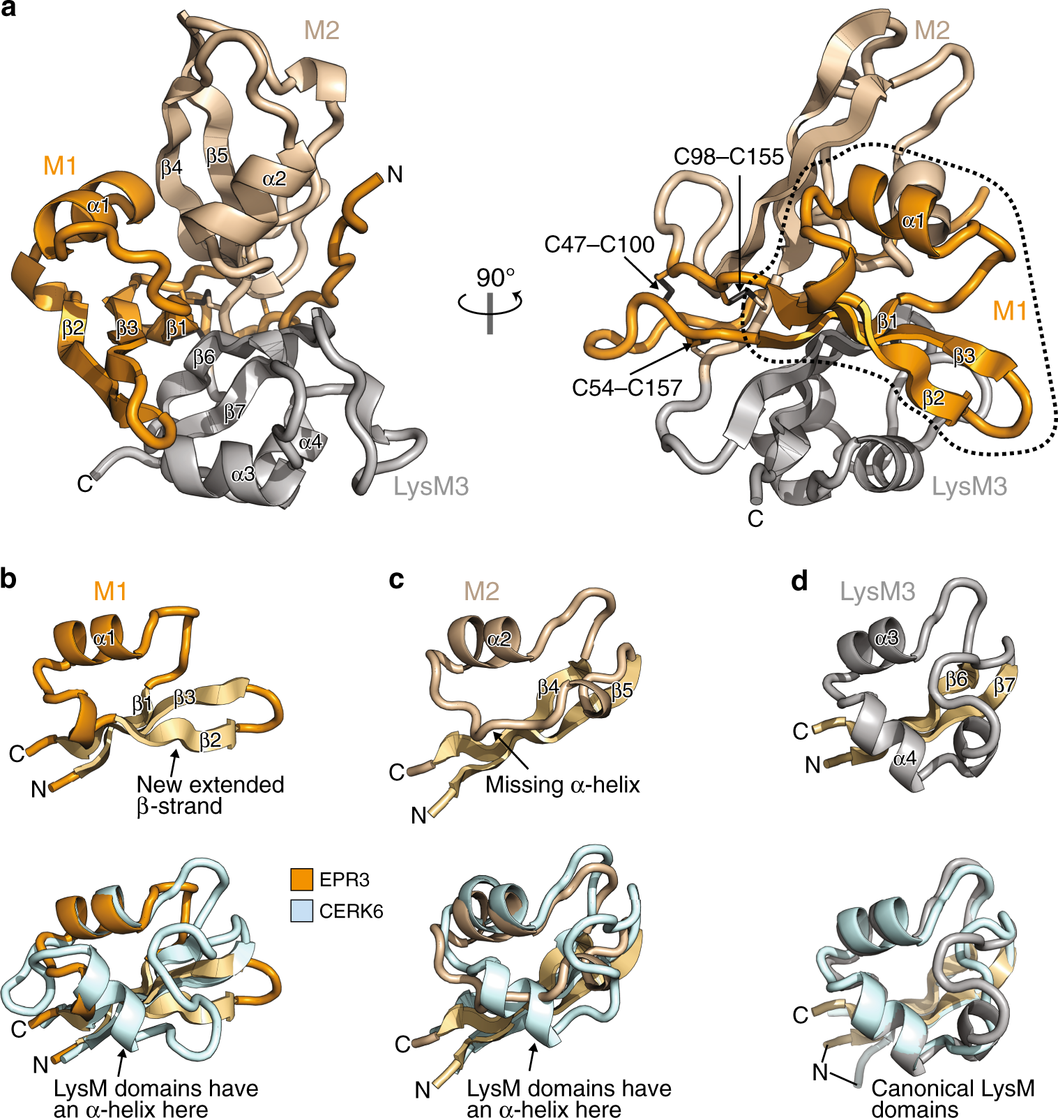 Structural signatures in EPR3 define a unique class of plant carbohydrate  receptors | Nature Communications