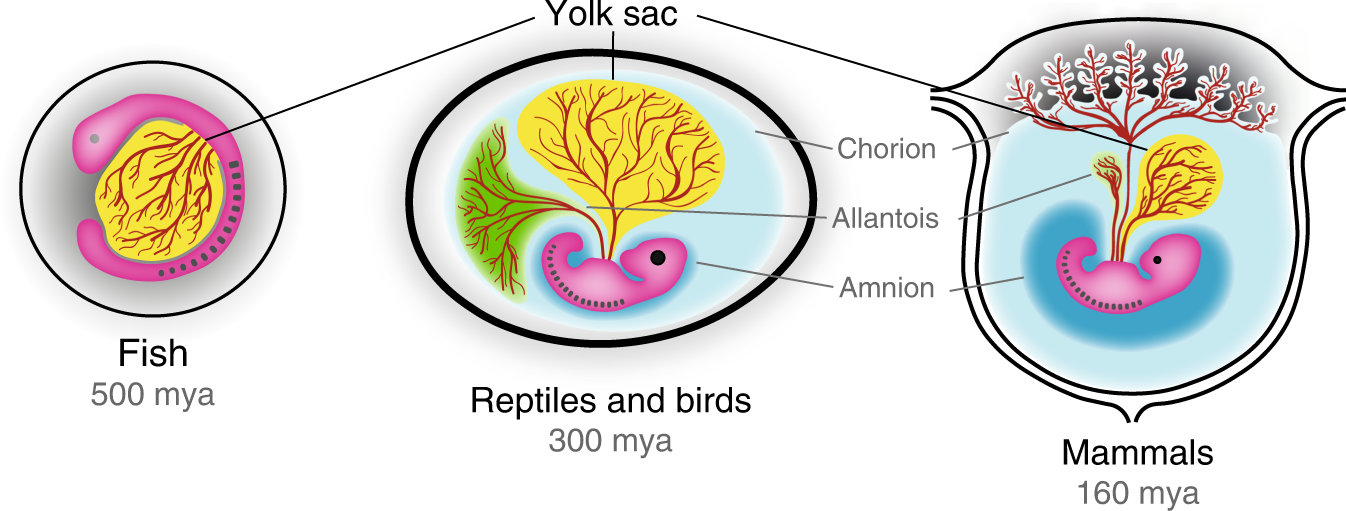 function of placenta in mammals