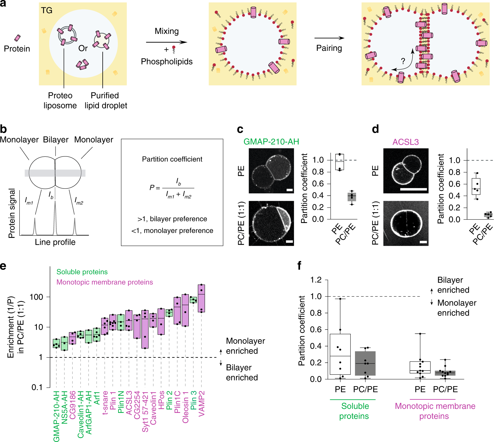 Fig. 2: Partitioning of hydrophobic and amphipathic helix-containing proteins to droplet interface bilayers.